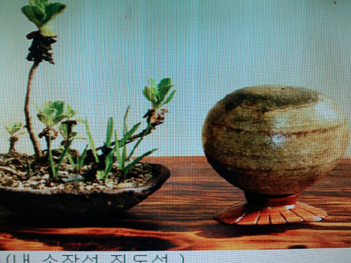 진도야생화 첨부#5