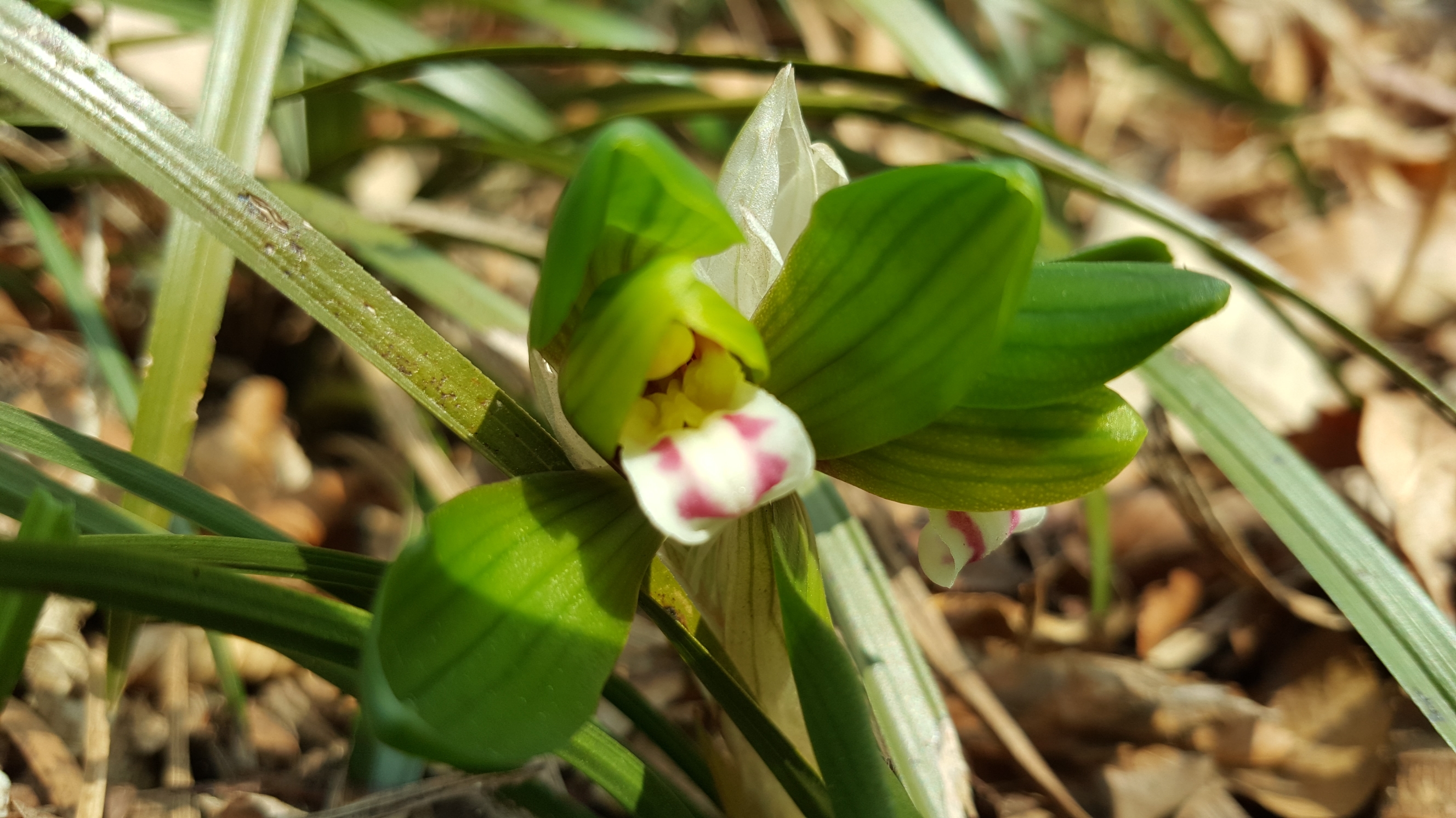 접도웰빙길에 야생화 반갑습니다(2018년2월24일) 첨부#1