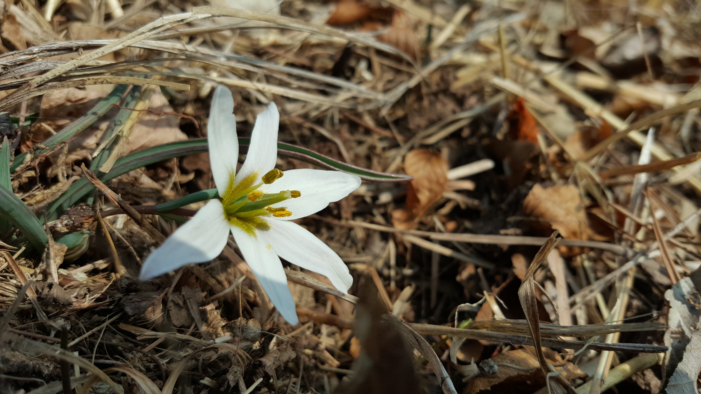 접도웰빙길에 야생화 반갑습니다(2018년2월24일) 첨부#2