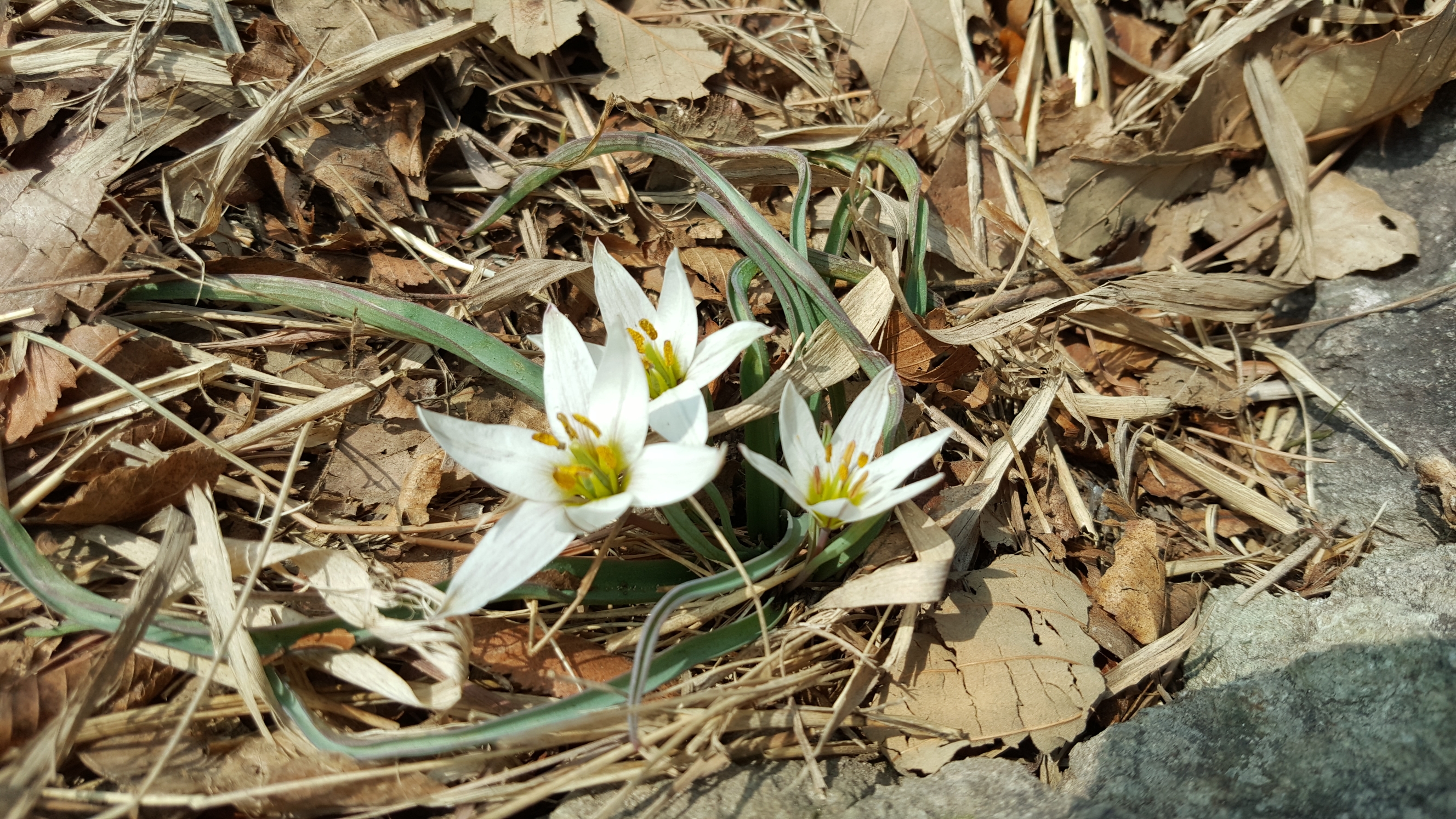 접도웰빙길에 야생화 반갑습니다(2018년2월24일) 첨부#3