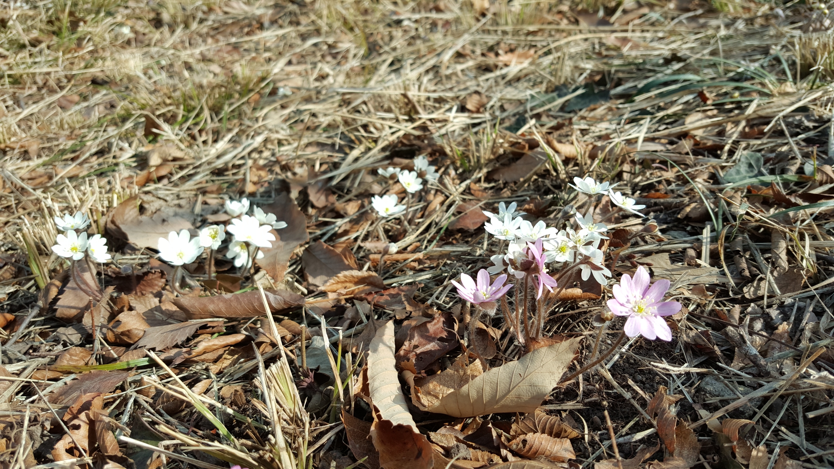 접도웰빙길에 야생화 반갑습니다(2018년2월24일) 첨부#4