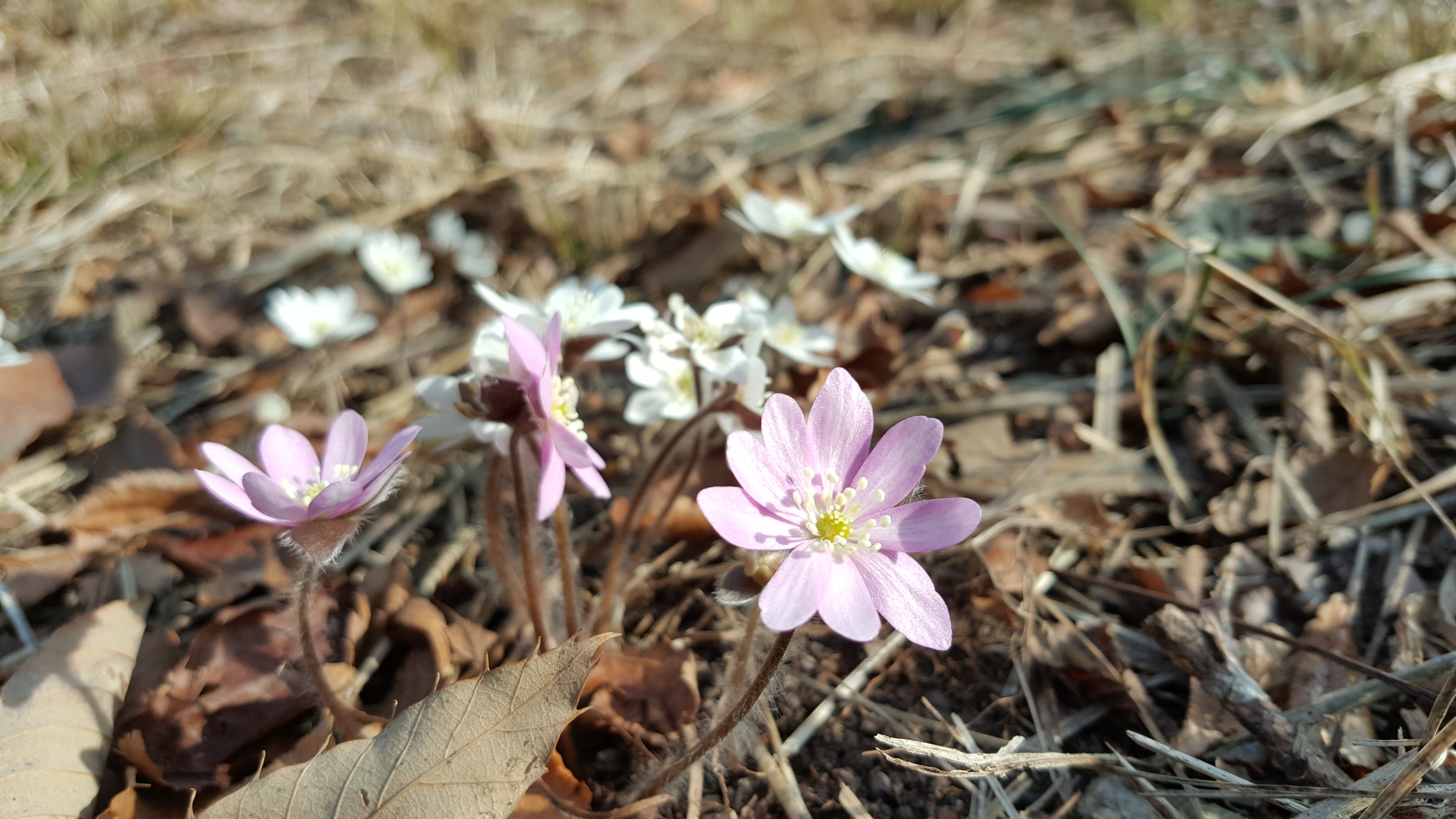 접도웰빙길에 야생화 반갑습니다(2018년2월24일) 첨부#5