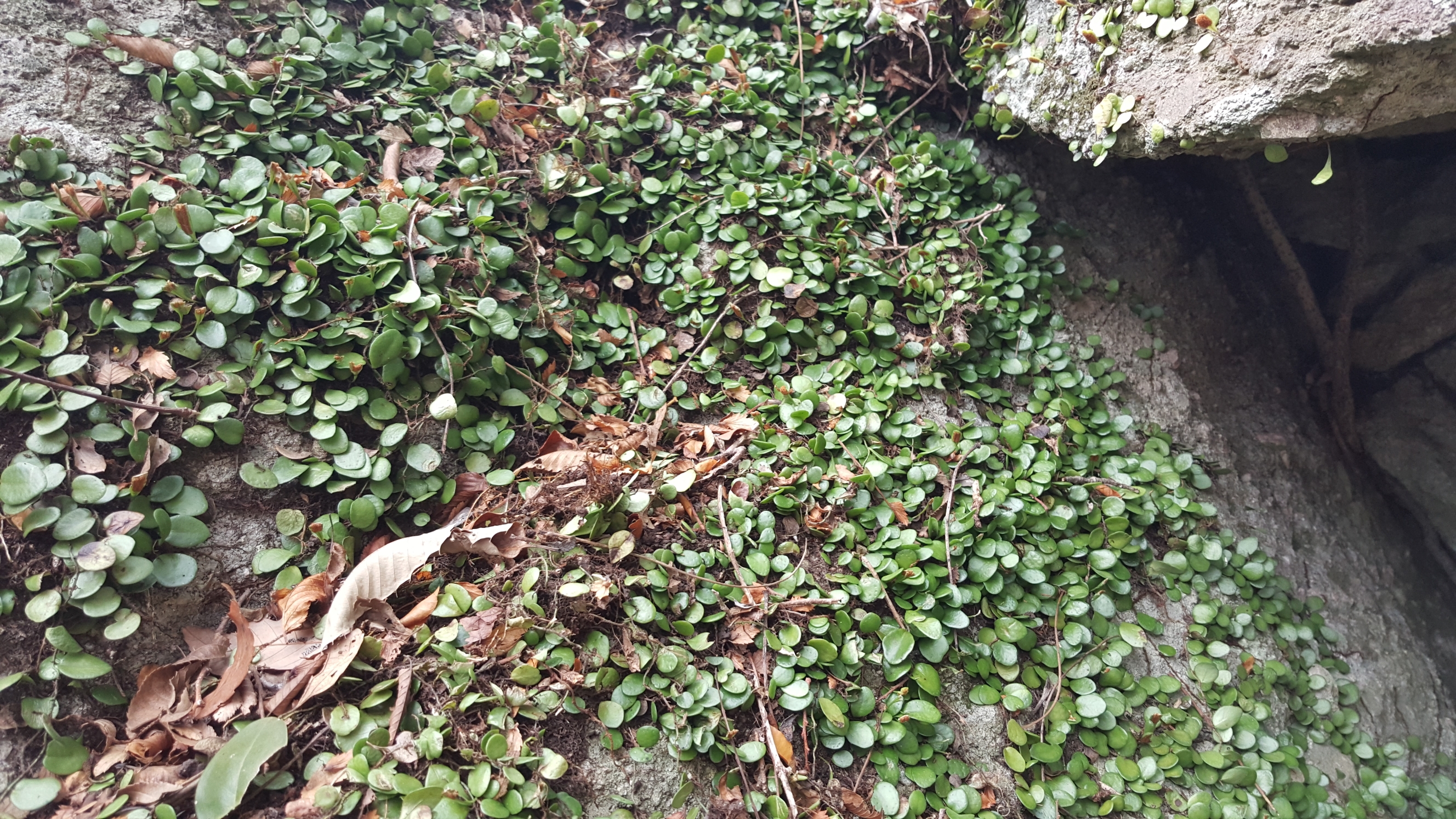 접도웰빙길에 야생화 반갑습니다(2018년3월3일) 첨부#2