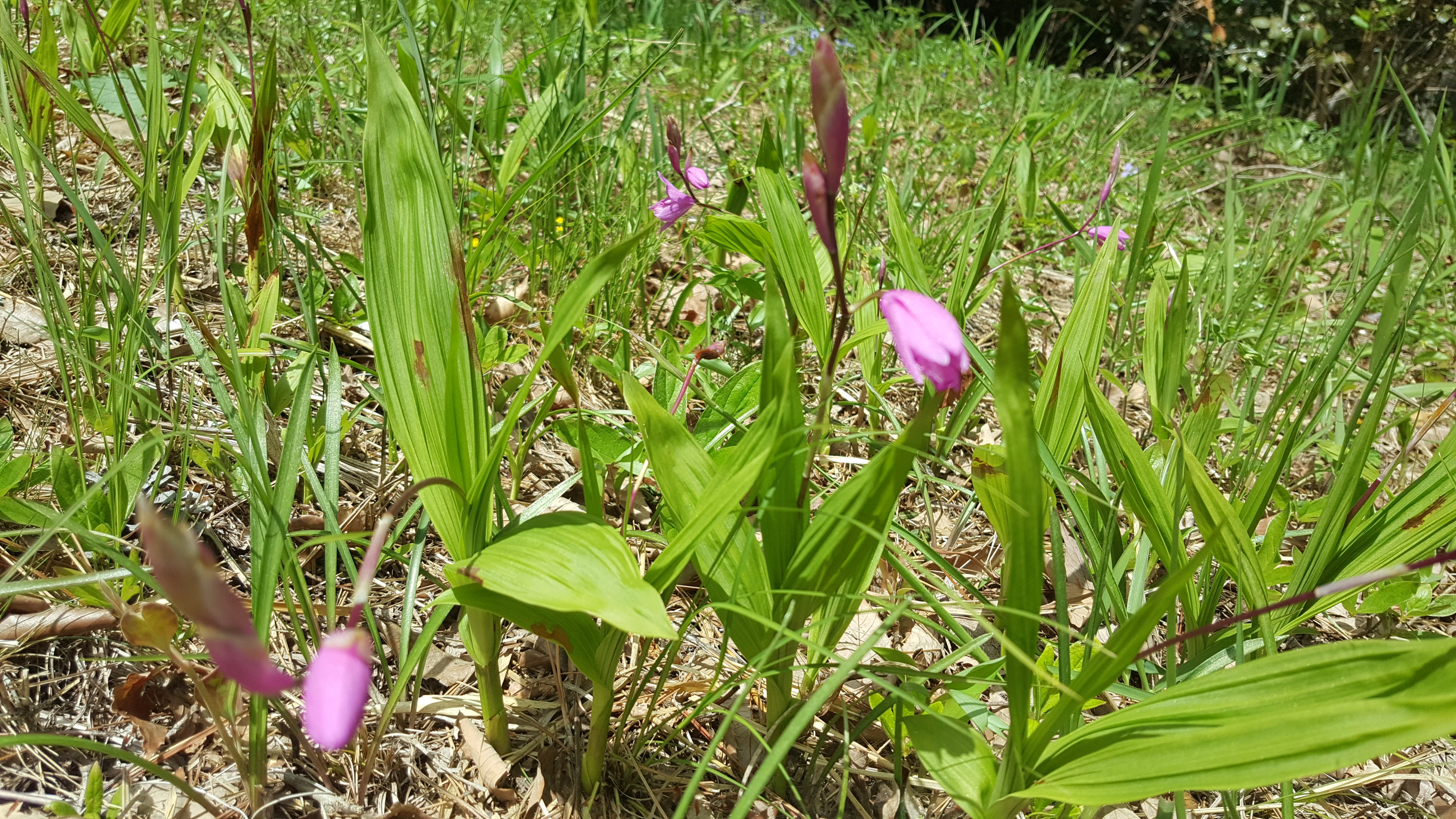 진도접도웰빙길에 야생화(2018년4월17일) 첨부#1