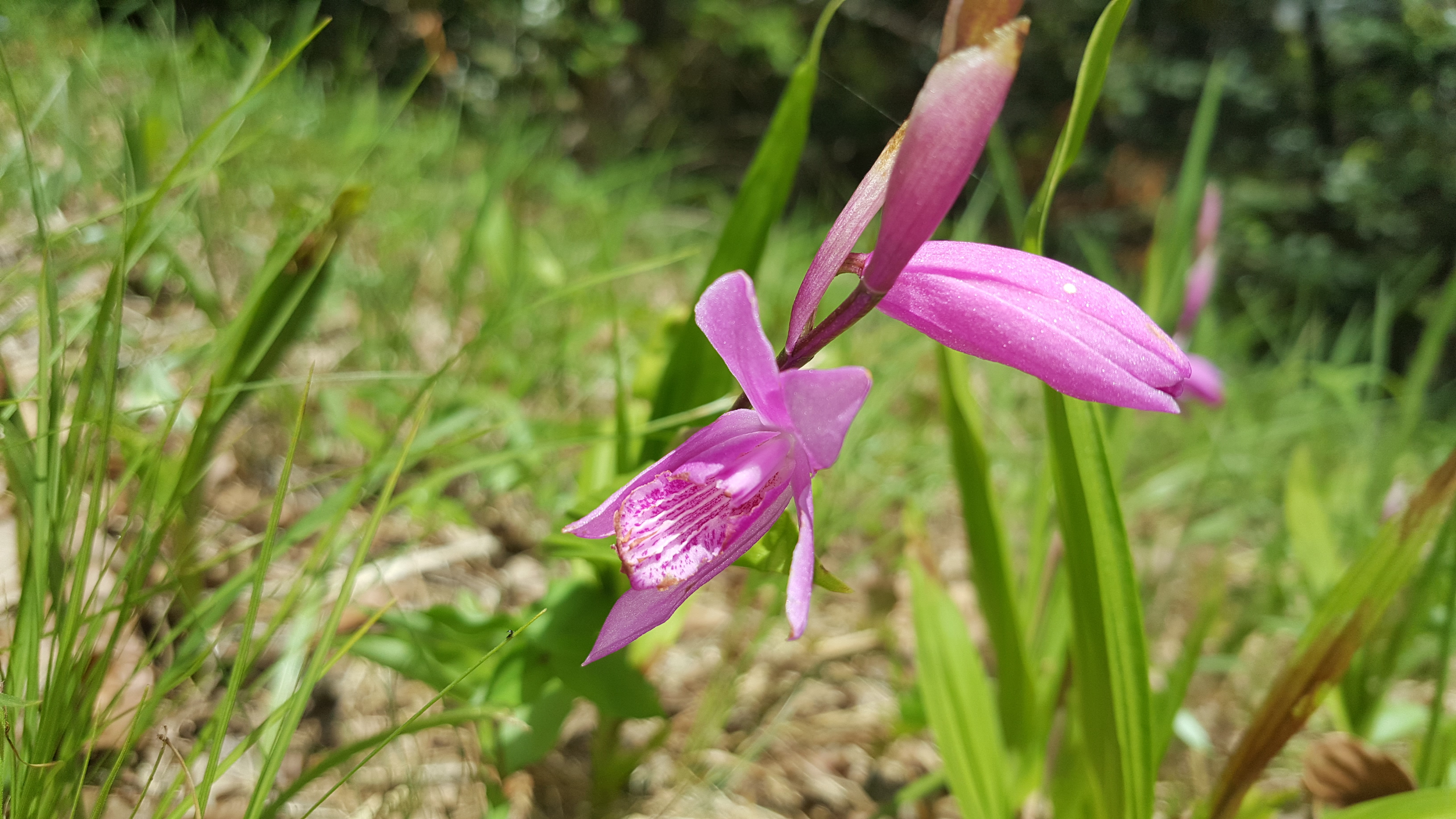 진도접도웰빙길에 야생화(2018년4월17일) 첨부#2