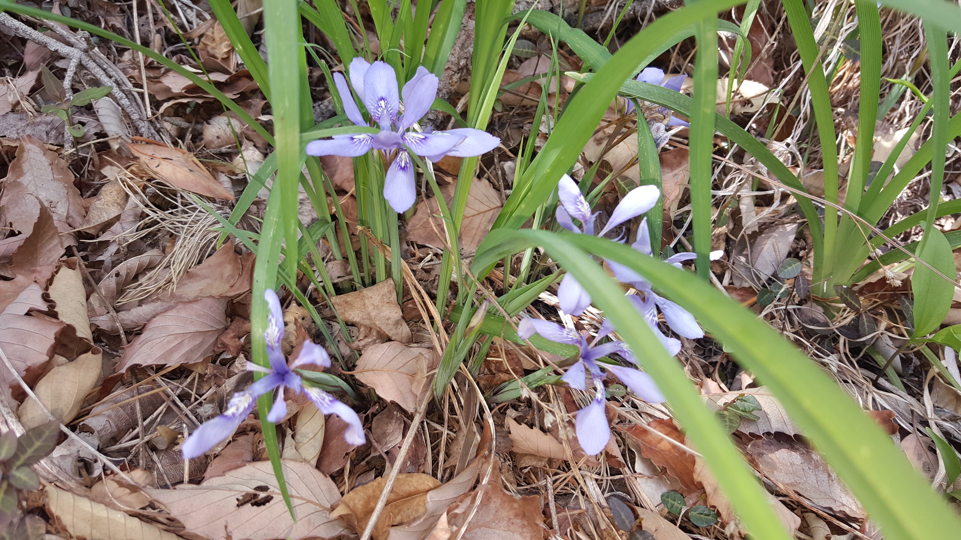 진도접도웰빙길에 야생화(2018년4월17일) 첨부#3