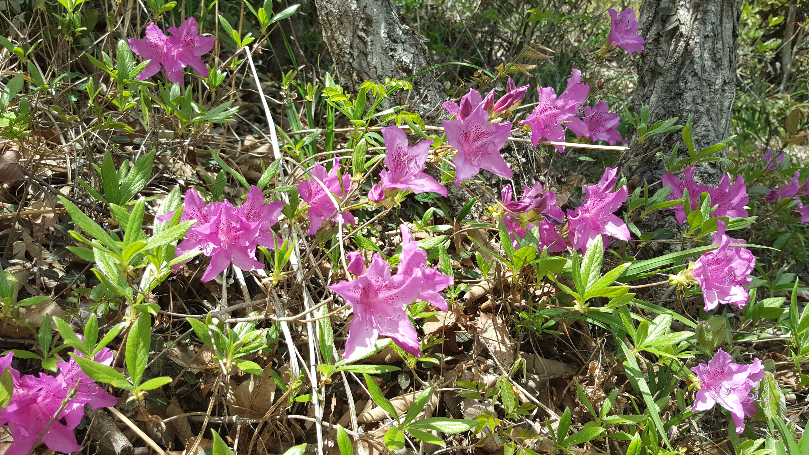 진도접도웰빙길에 야생화(2018년4월17일) 첨부#4