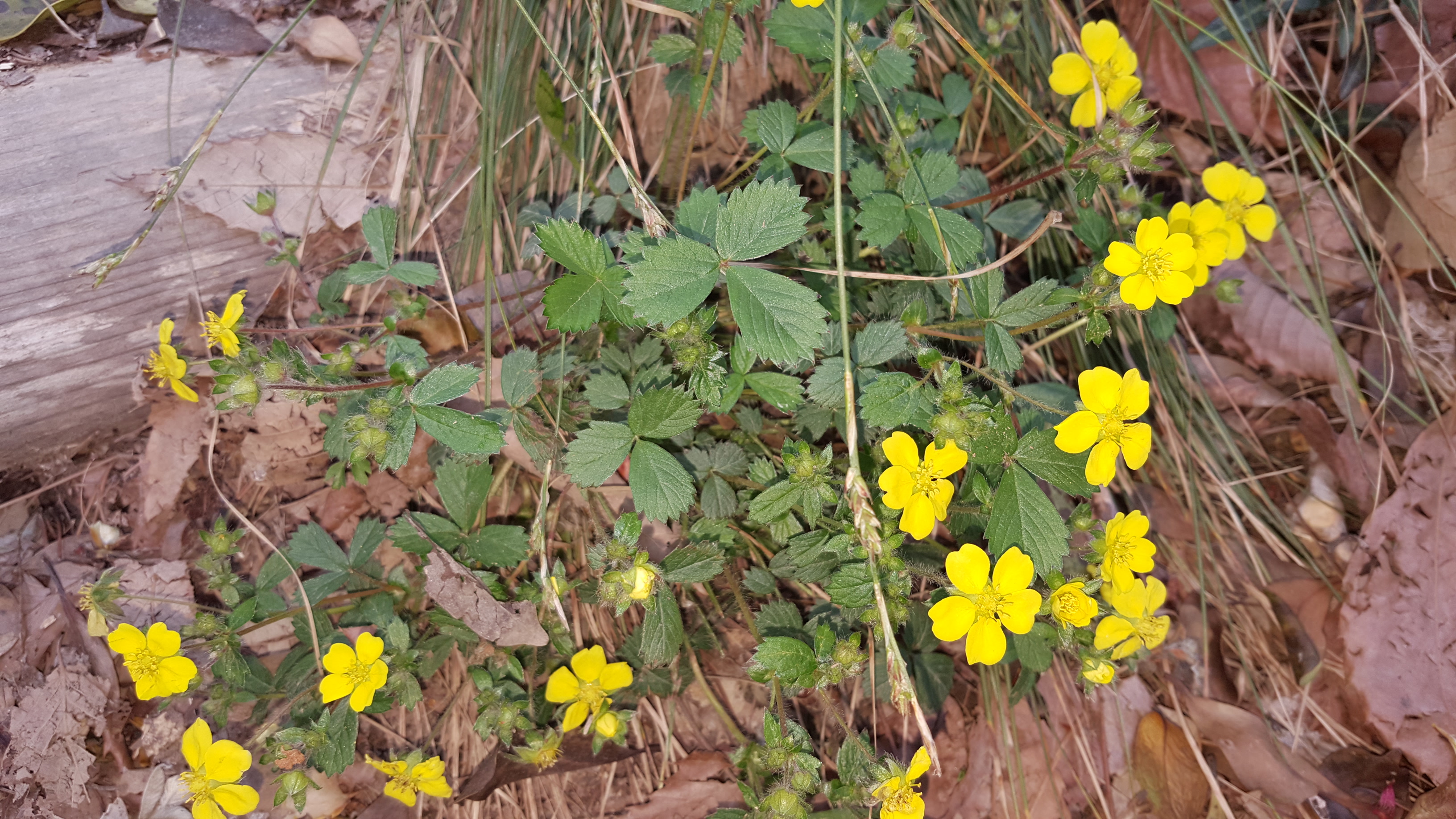 진도접도웰빙길에 야생화(2018년4월17일) 첨부#5
