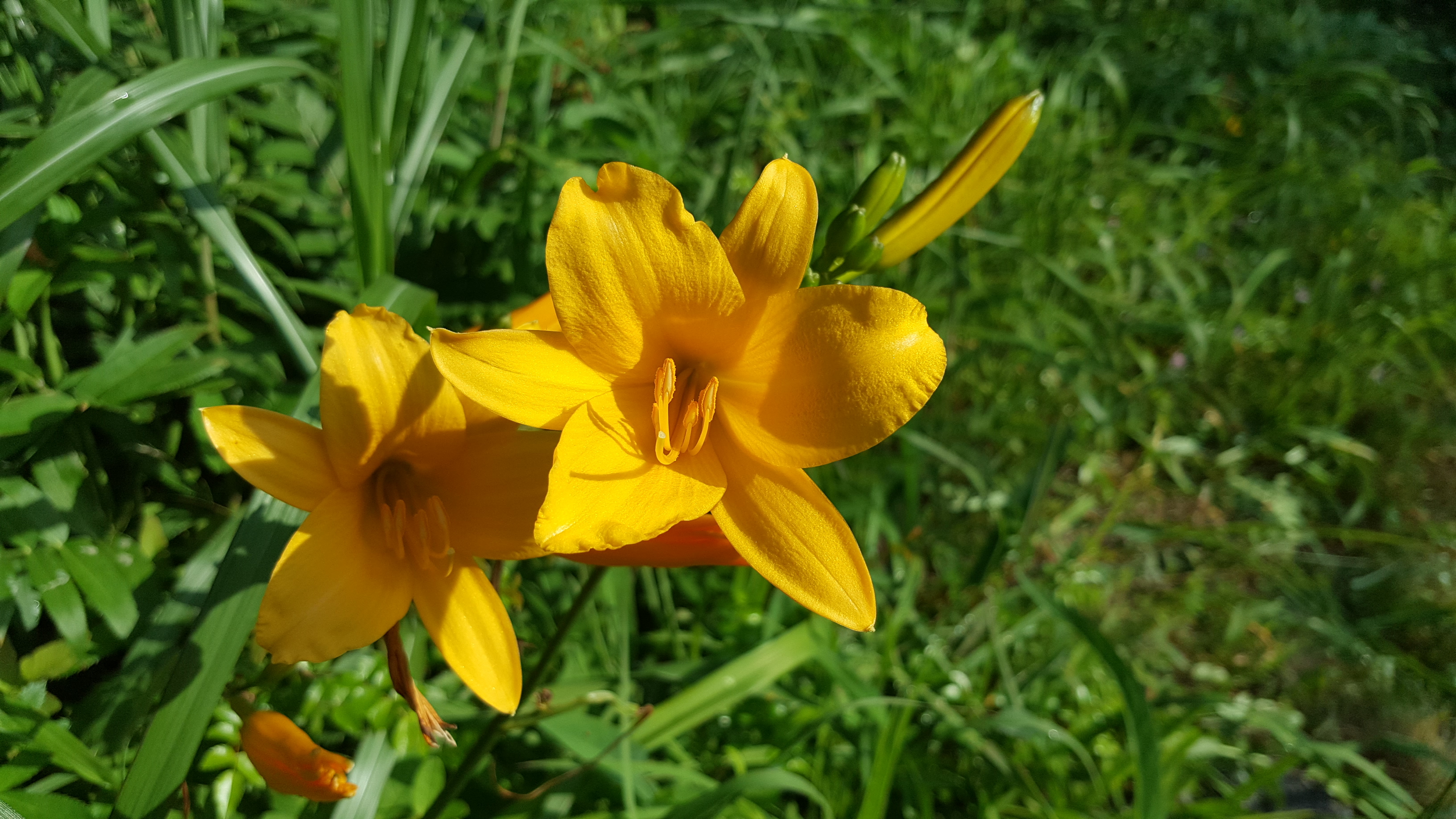 2018년6월1일 접도웰빙길에 야생화. 첨부#1