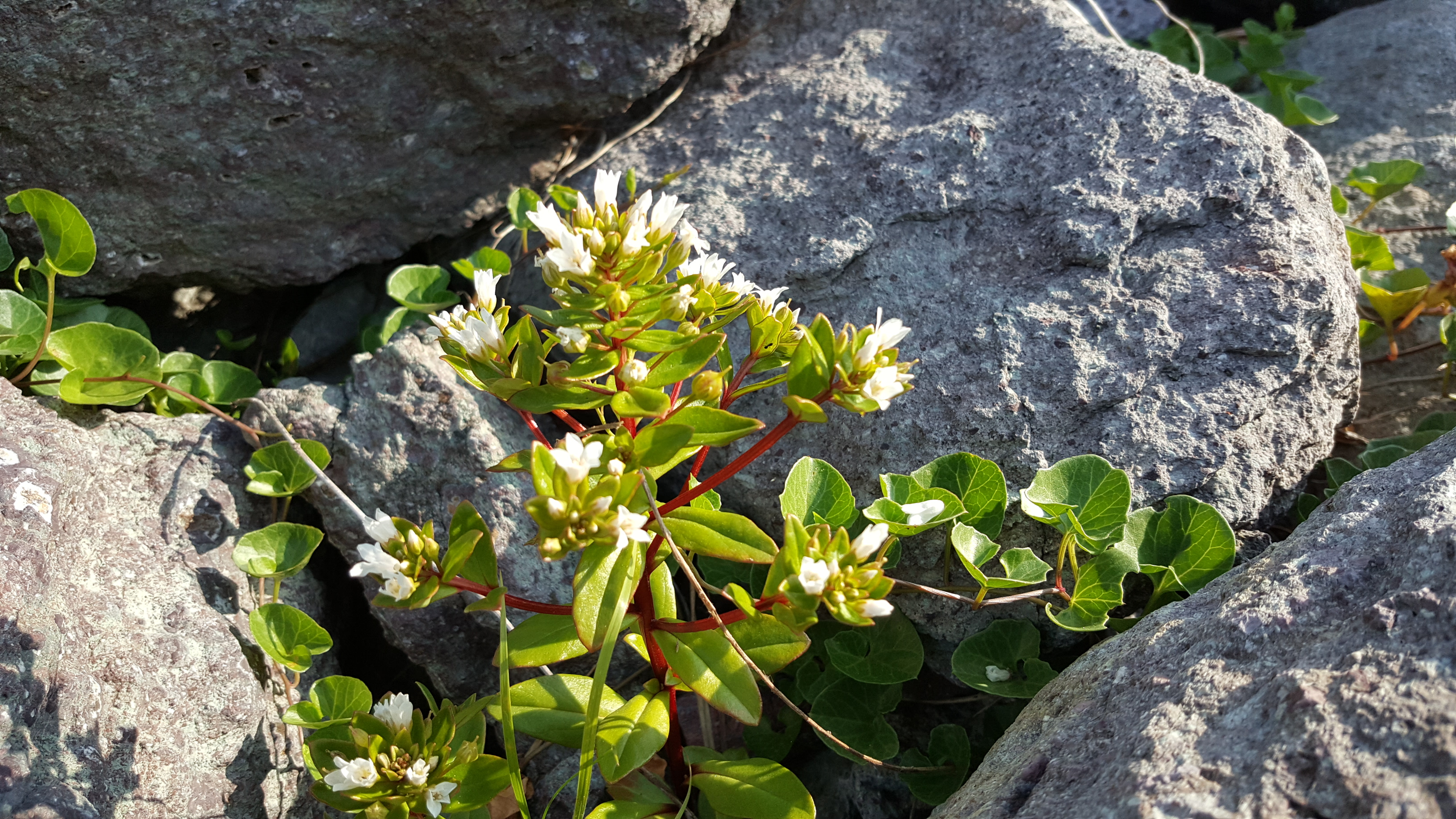 2018년6월1일 접도웰빙길에 야생화. 첨부#3