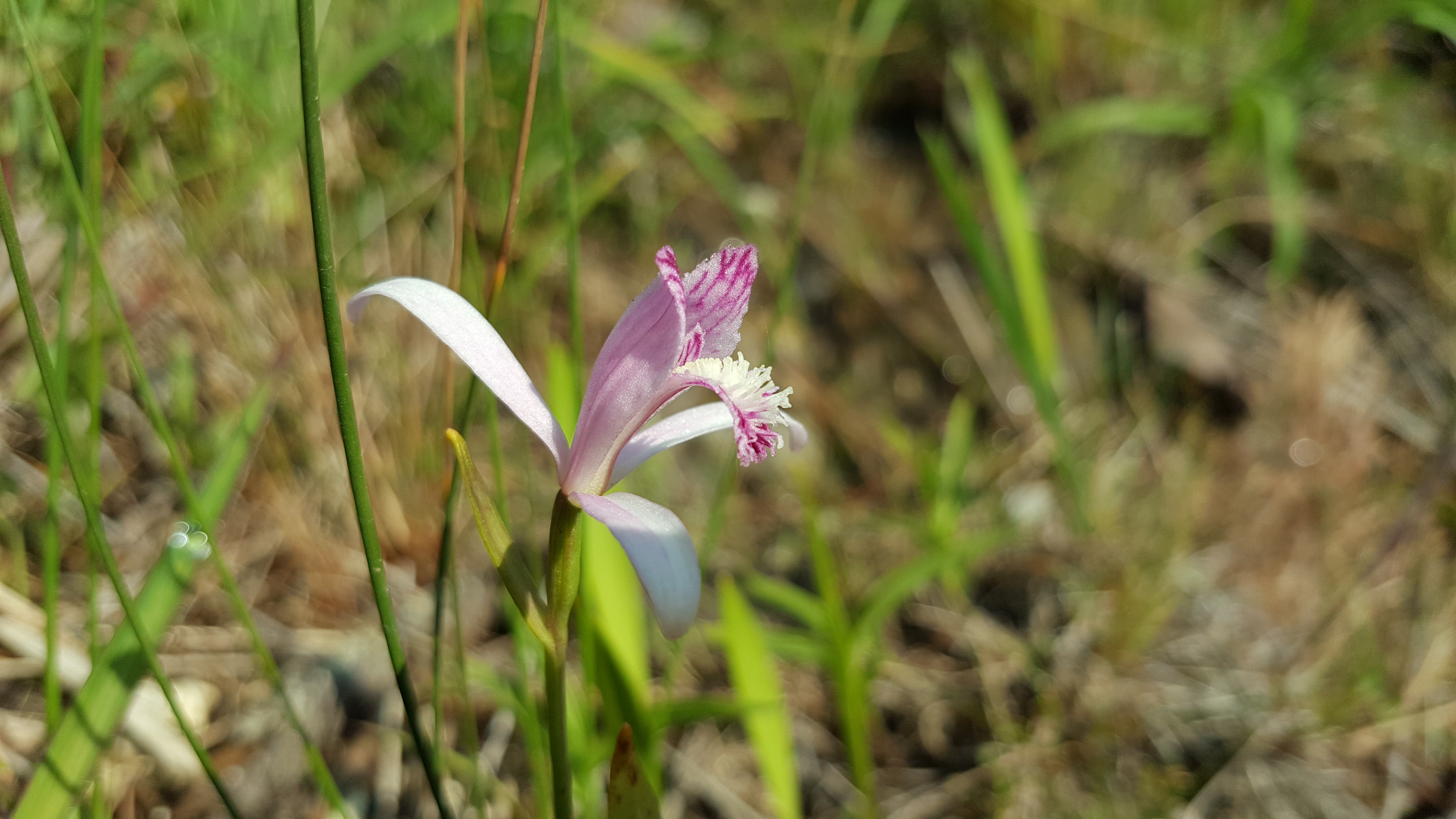 2018년6월1일 접도웰빙길에 야생화. 첨부#4