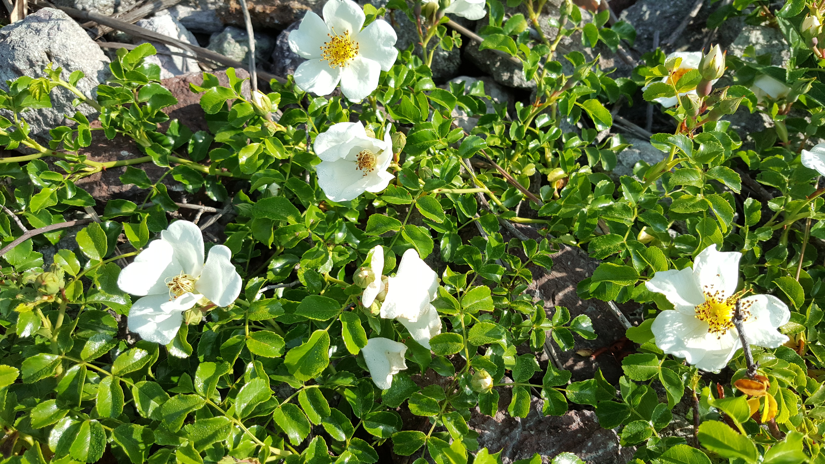 2018년6월1일 접도웰빙길에 야생화. 첨부#5