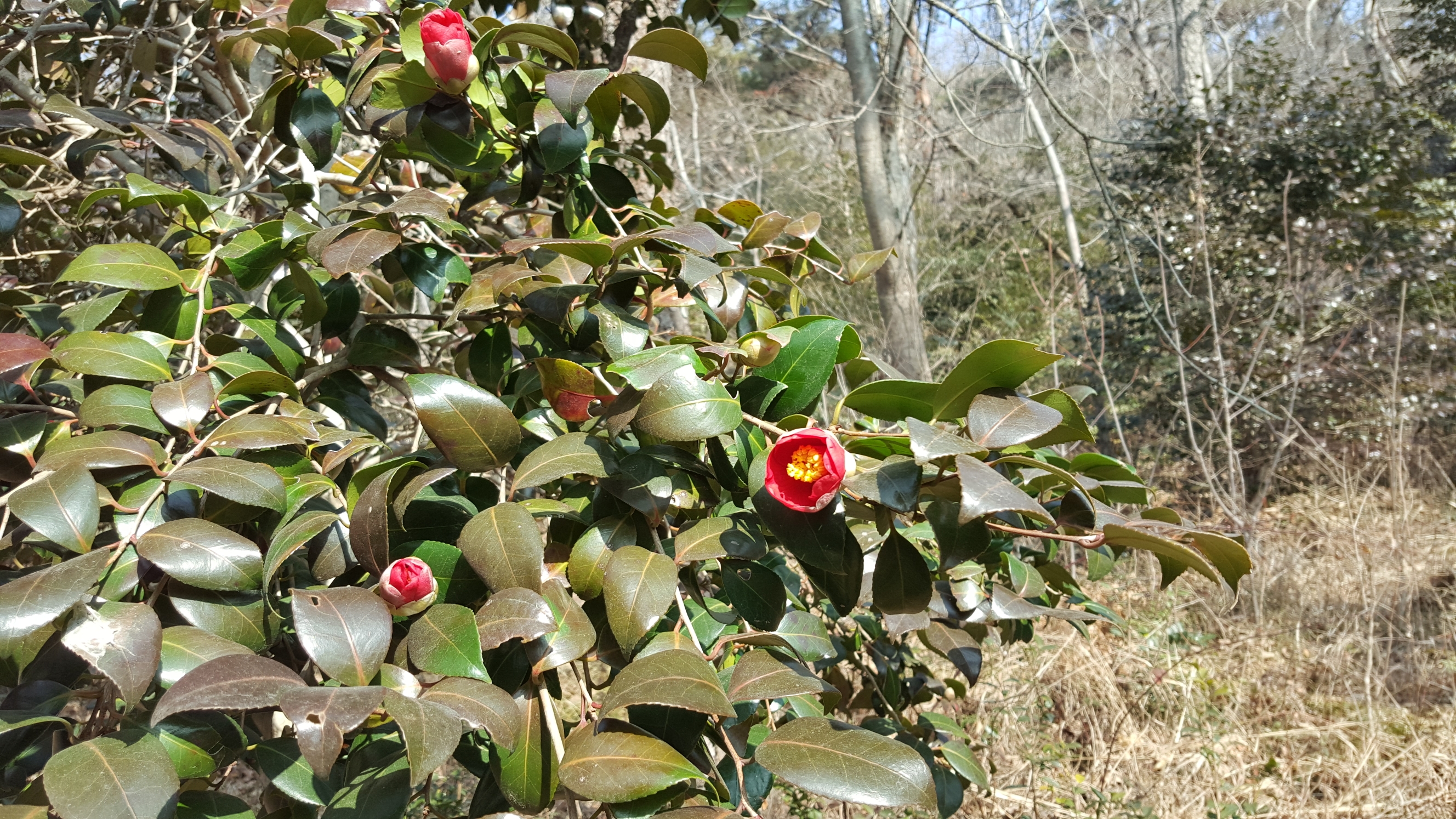 접도웰빙길 주변 동백나무 관리를 부탁드립니다. 첨부#1
