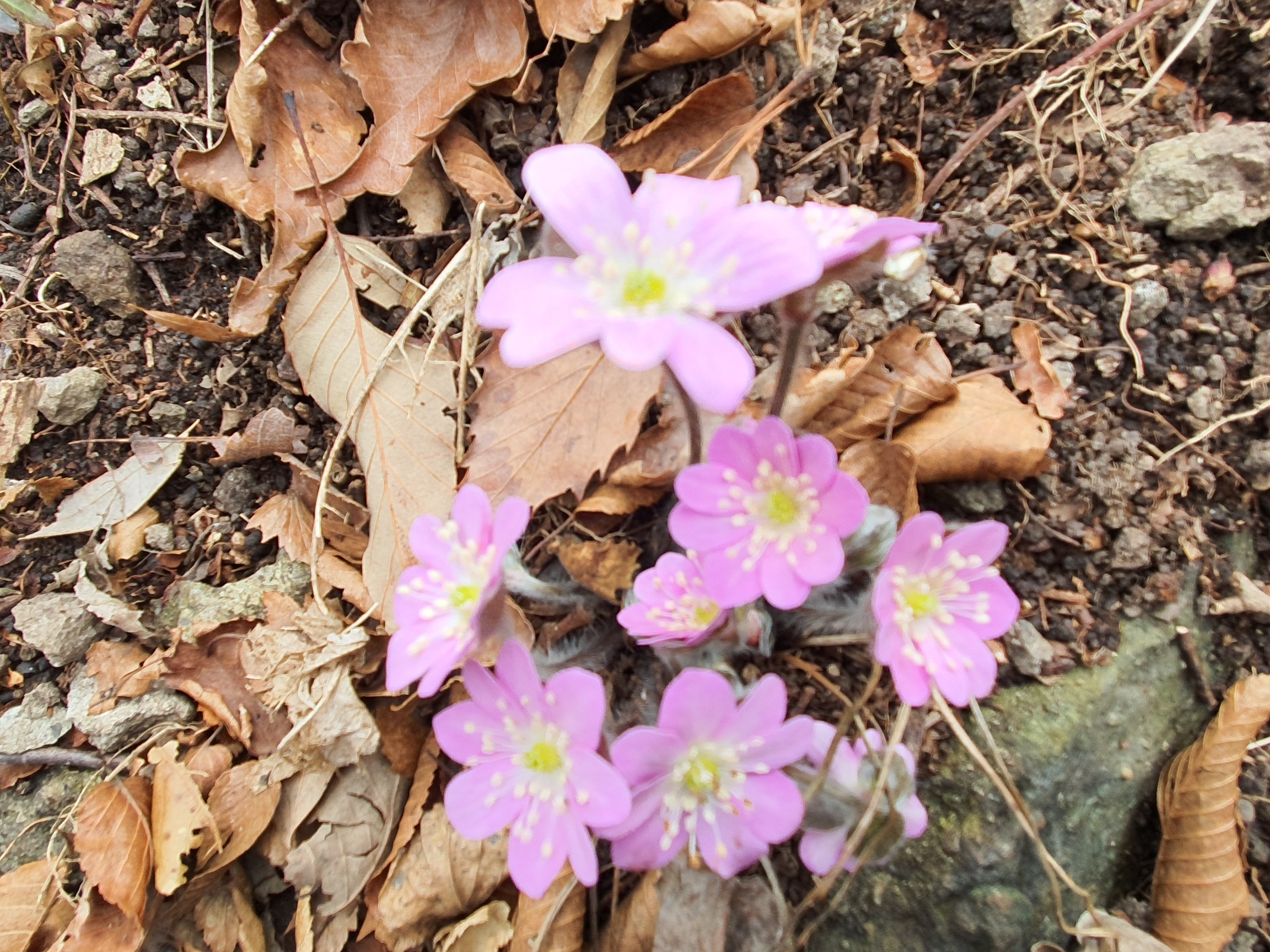 진도 접도웰빙길에 야생화 잔치(2020년2월15일 촬영) 첨부#1