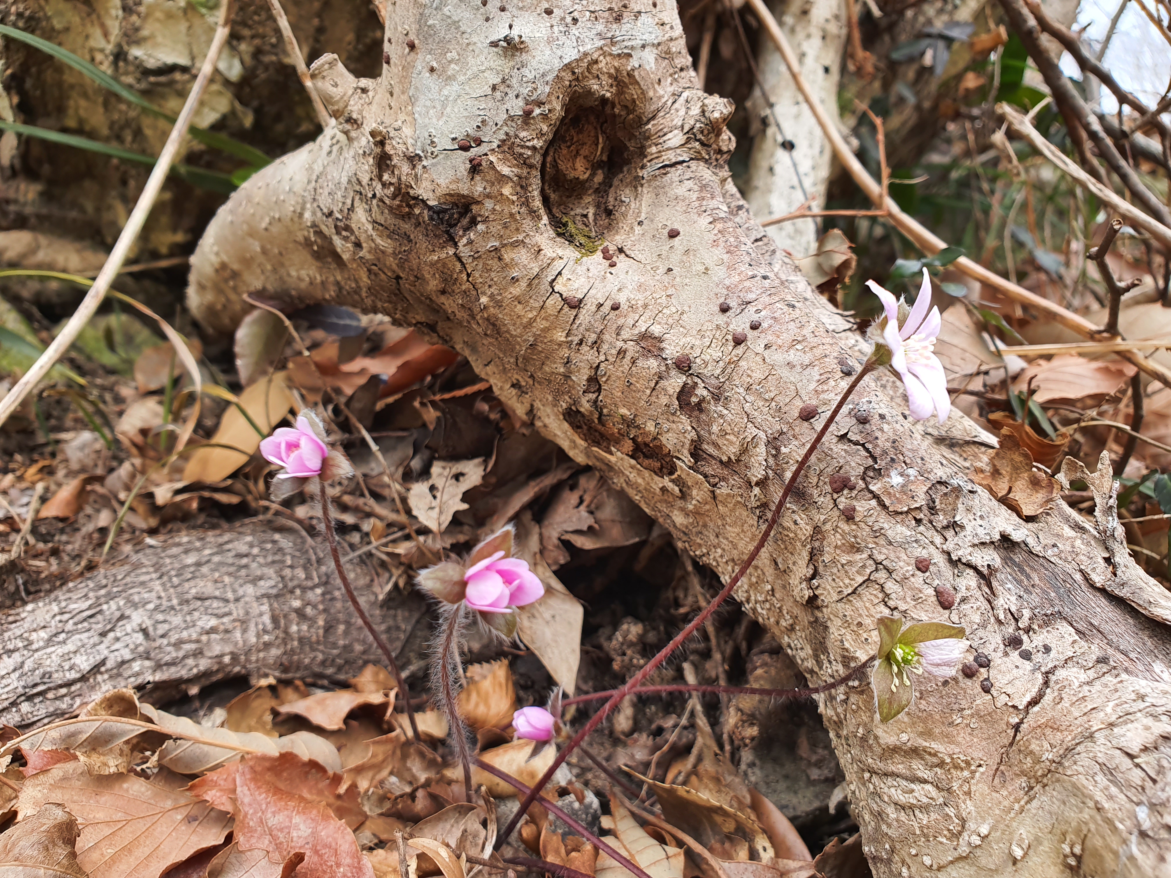 진도 접도웰빙길에 야생화 잔치(2020년2월15일 촬영) 첨부#2