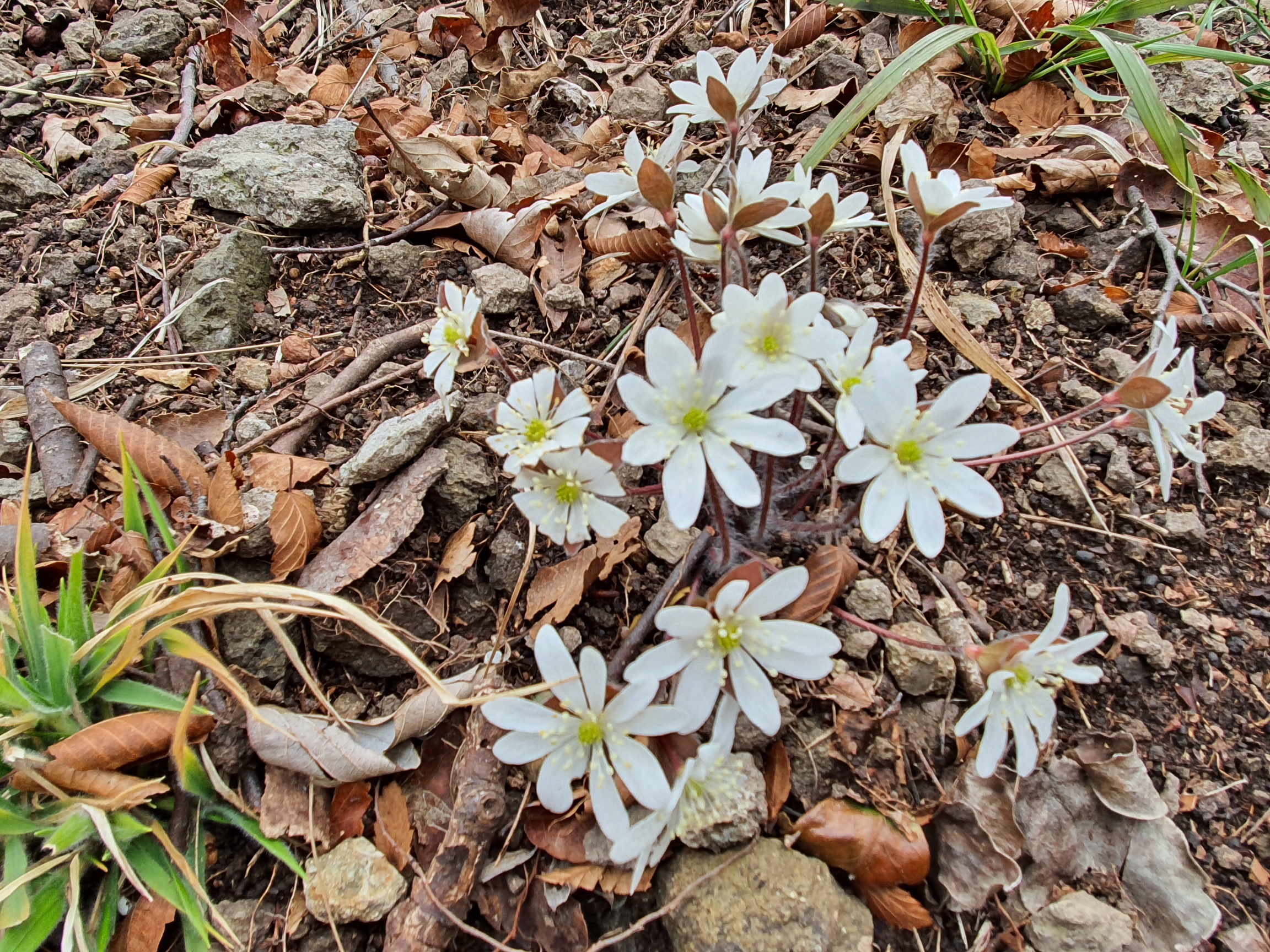 진도 접도웰빙길에 야생화 잔치(2020년2월15일 촬영) 첨부#3