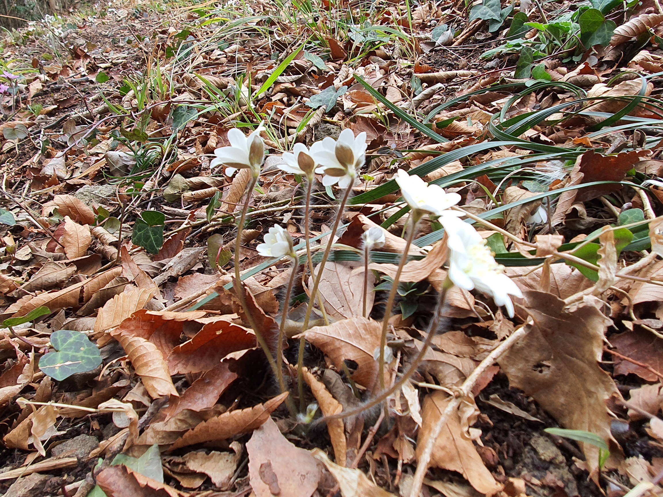 진도 접도웰빙길에 야생화 잔치(2020년2월15일 촬영) 첨부#4