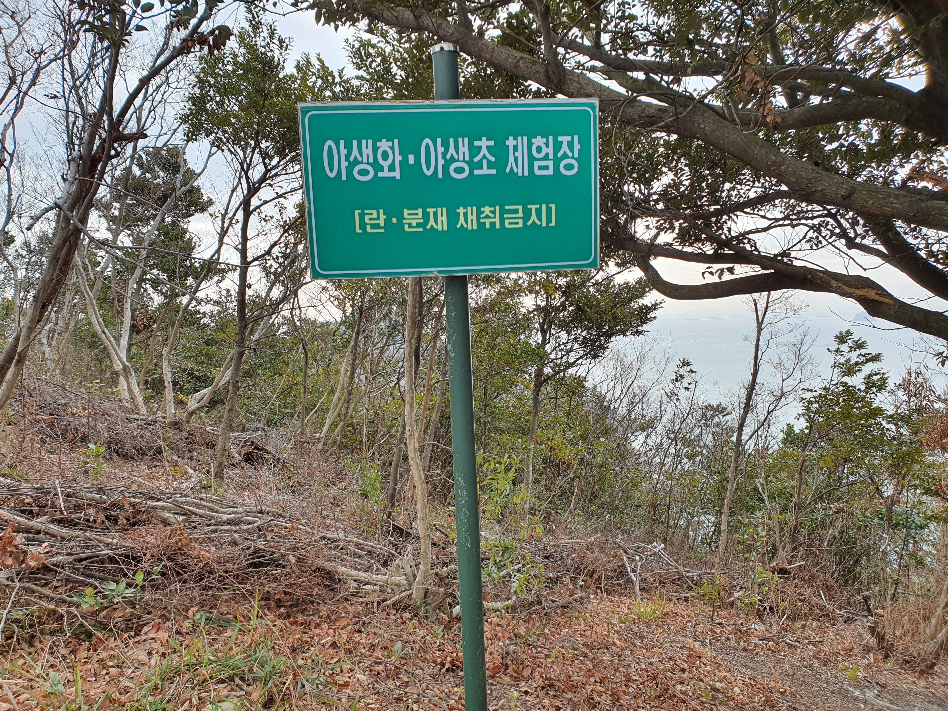 진도 접도웰빙길에 야생화 잔치(2020년2월15일 촬영) 첨부#5