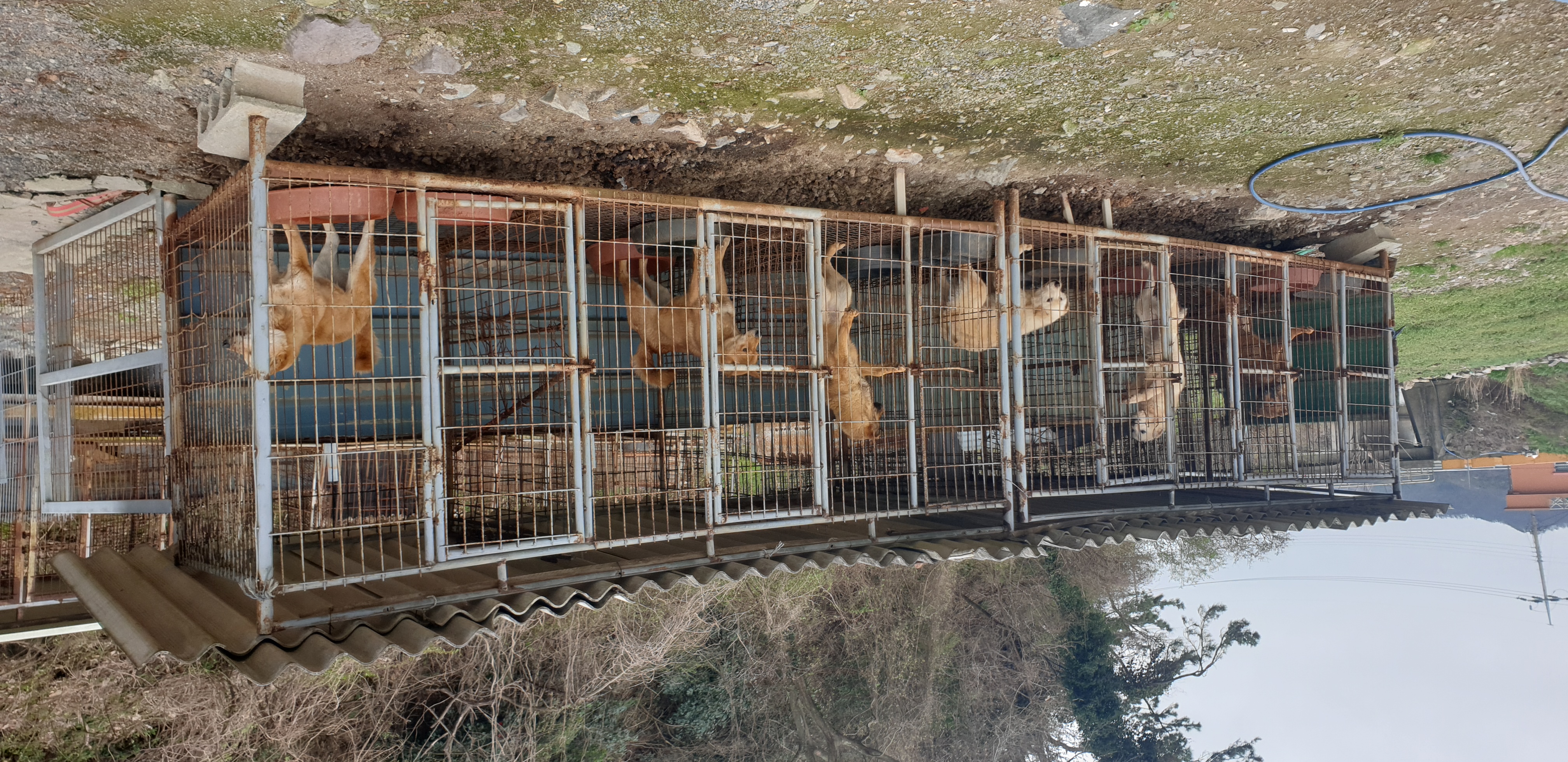 천연기념물 제53호 진도개의 현실 첨부#1