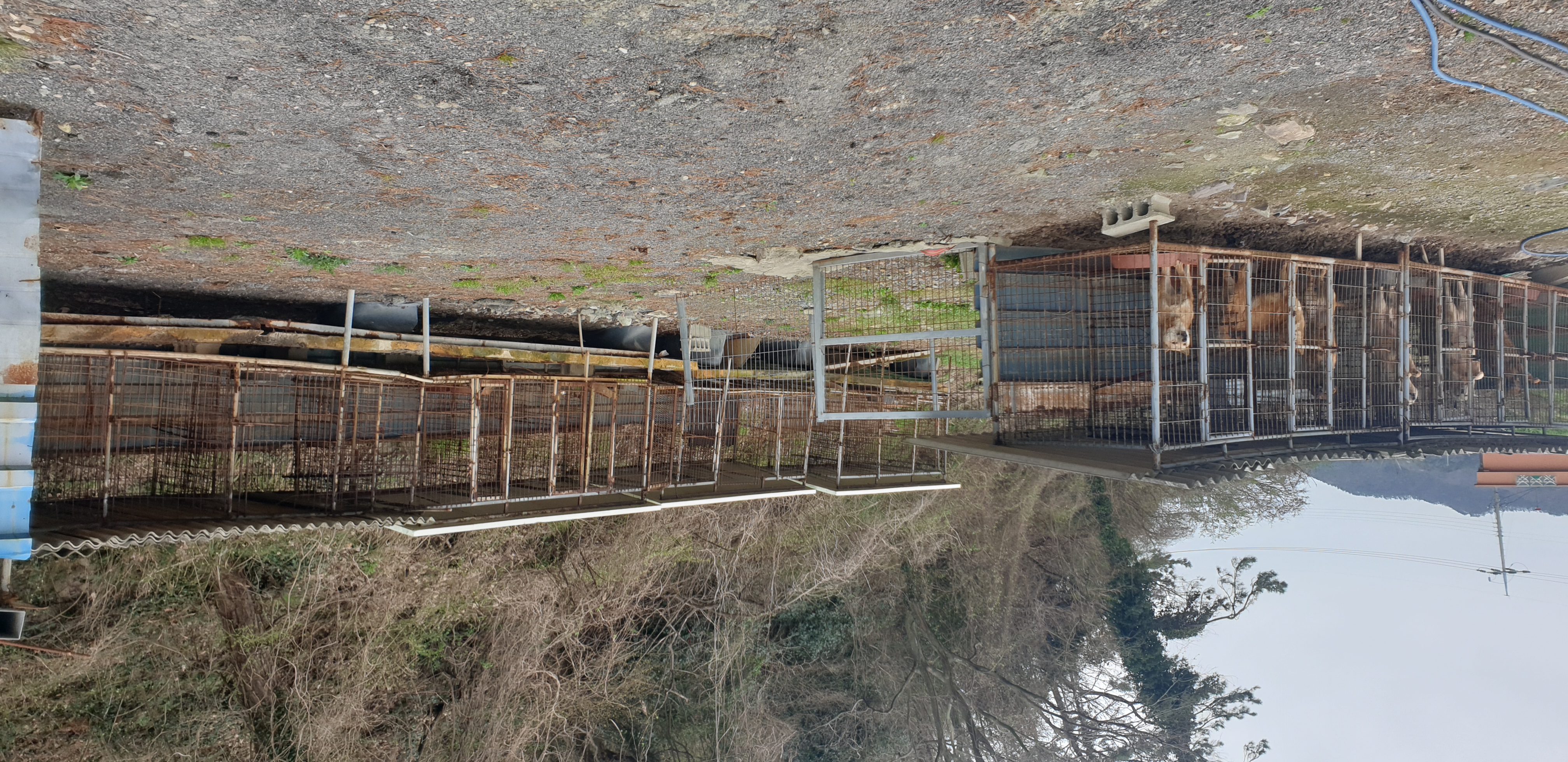 천연기념물 제53호 진도개의 현실 첨부#2