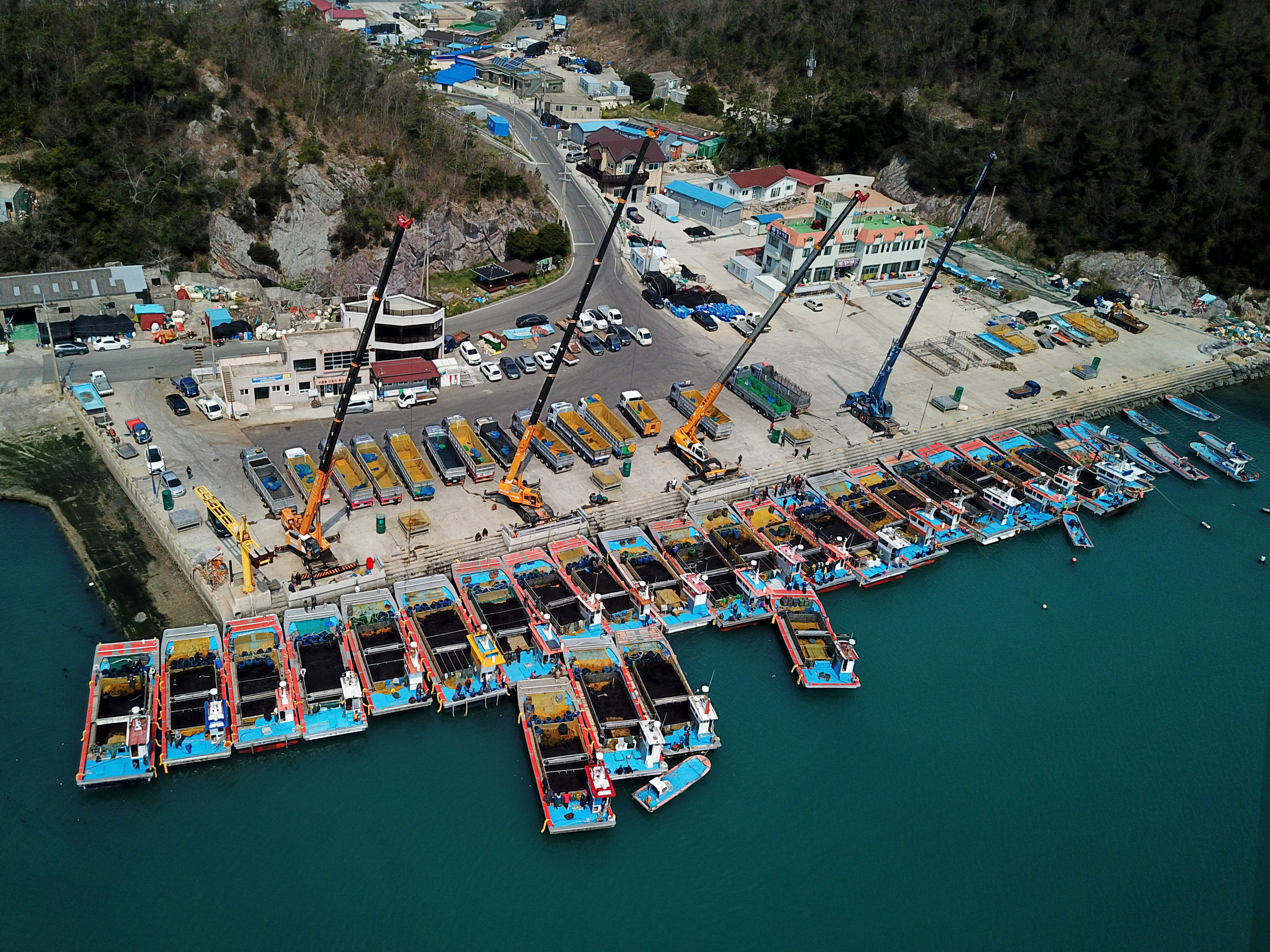 (사진보도자료)전국1위 진도물김 봄철 막바지 수매 현장 이미지