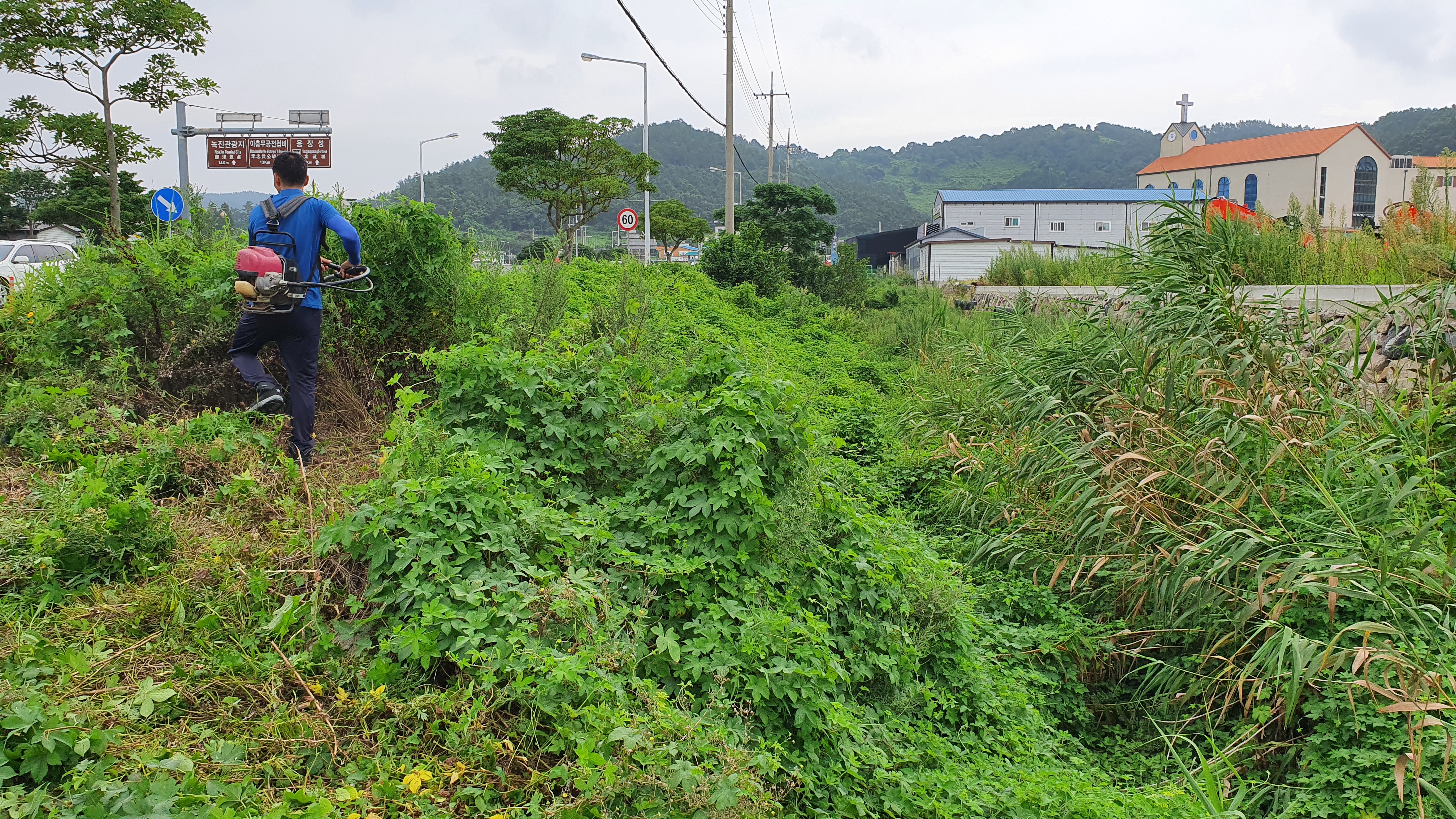 진도읍 한복판에 모기때가 생기는이유와 밀림숲과도 같은 풀들좀 제거해주세요~! 첨부#1