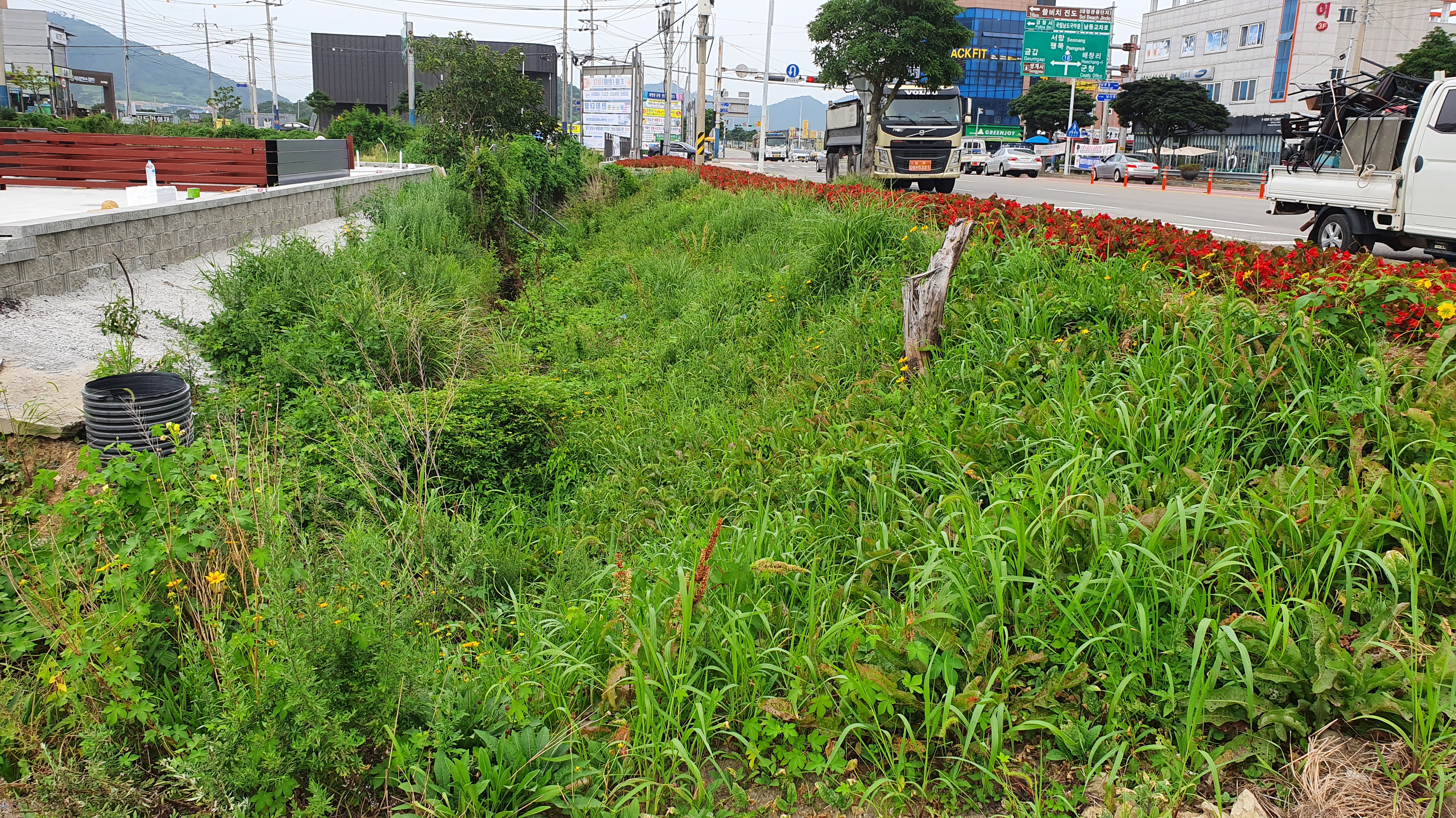 진도읍 한복판에 모기때가 생기는이유와 밀림숲과도 같은 풀들좀 제거해주세요~! 첨부#2