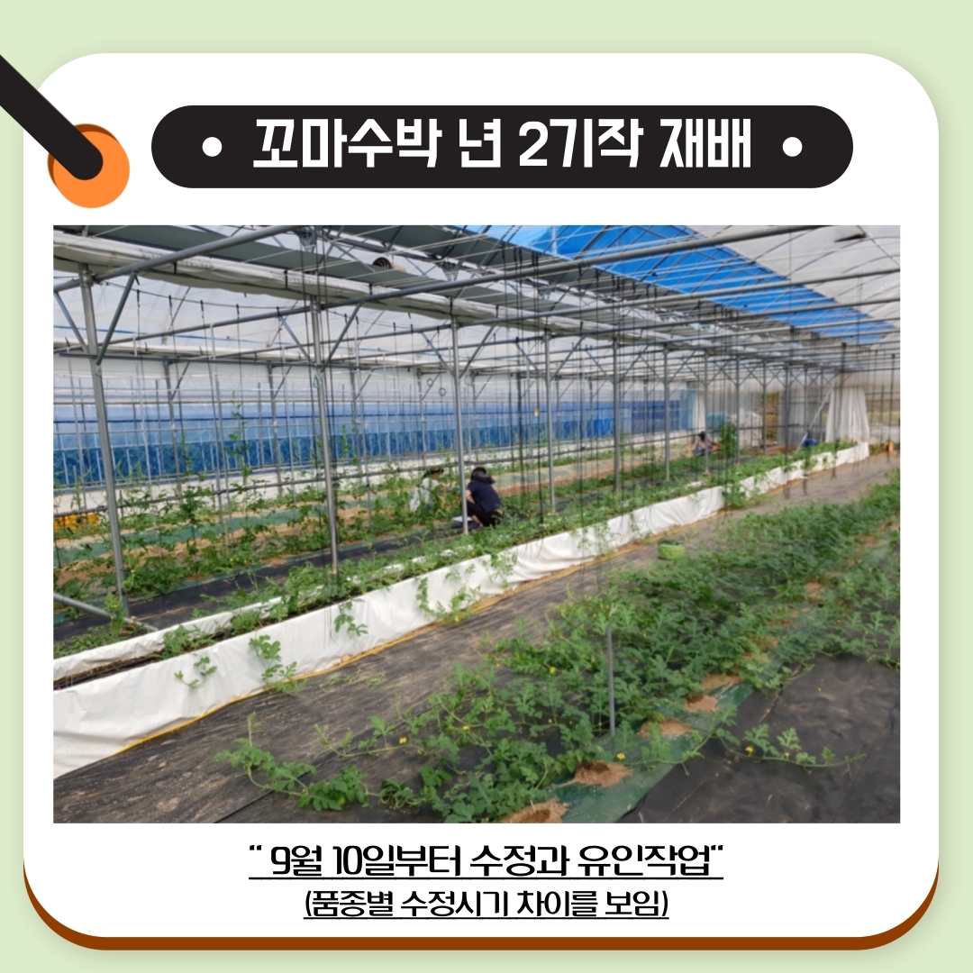 꼬마수박 재배(일자형 재배작형) 첨부#1