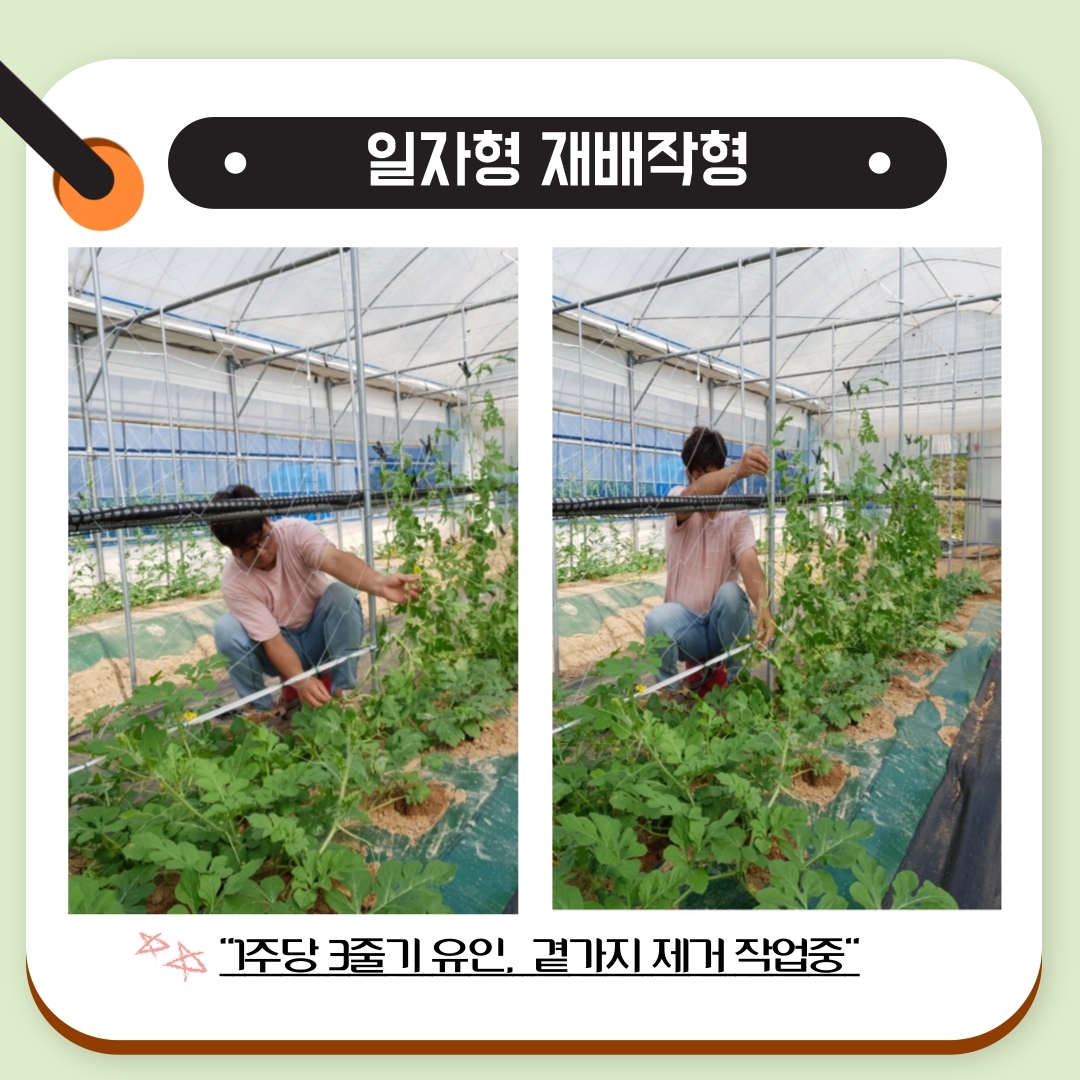 꼬마수박 재배(일자형 재배작형) 첨부#2