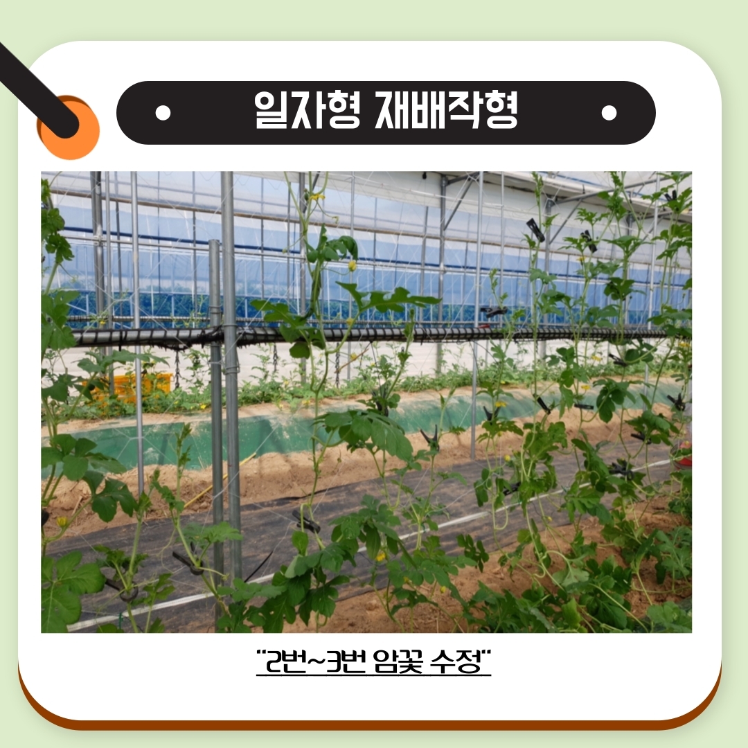 꼬마수박 재배(일자형 재배작형) 첨부#3