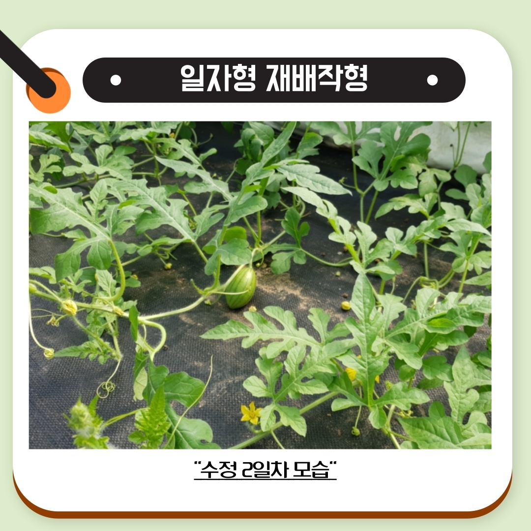 꼬마수박 재배(일자형 재배작형) 첨부#4