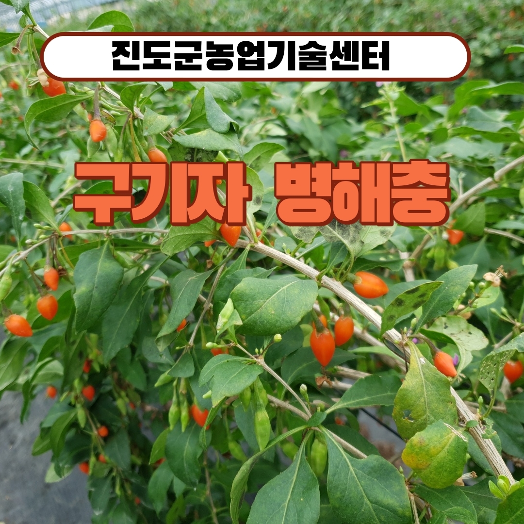 구기자 병해충 첨부#1