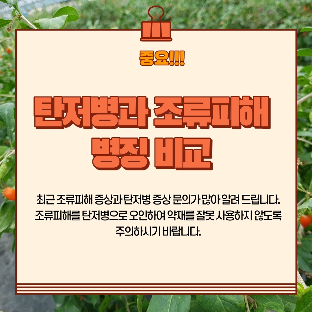 구기자 병해충 첨부#2