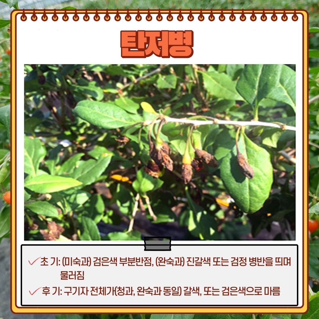 구기자 병해충 첨부#3