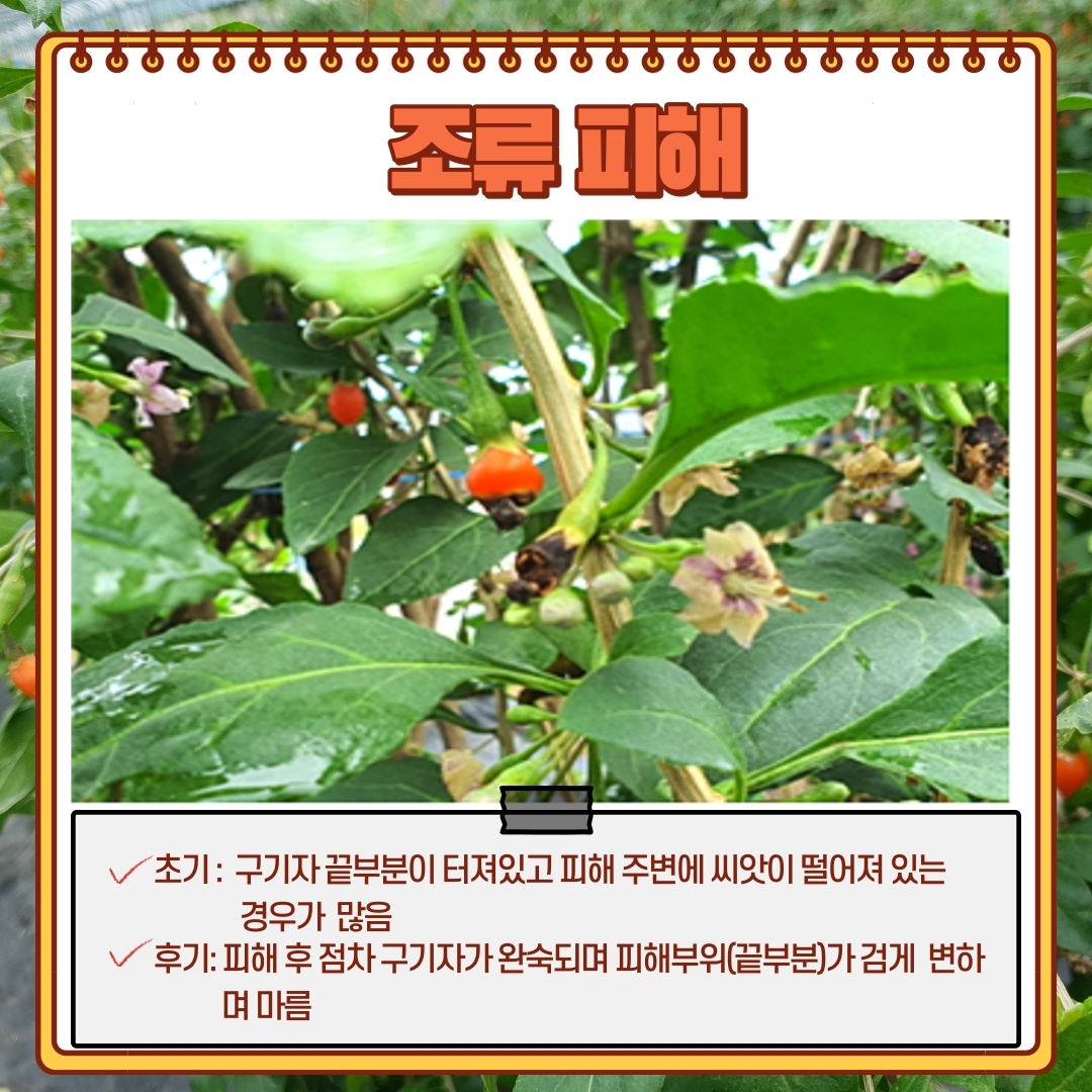 구기자 병해충 첨부#4