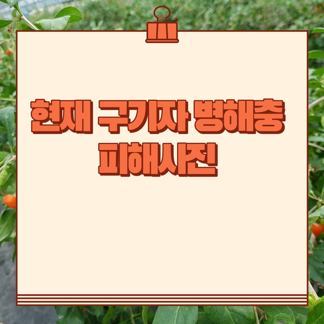 구기자 병해충 첨부#5