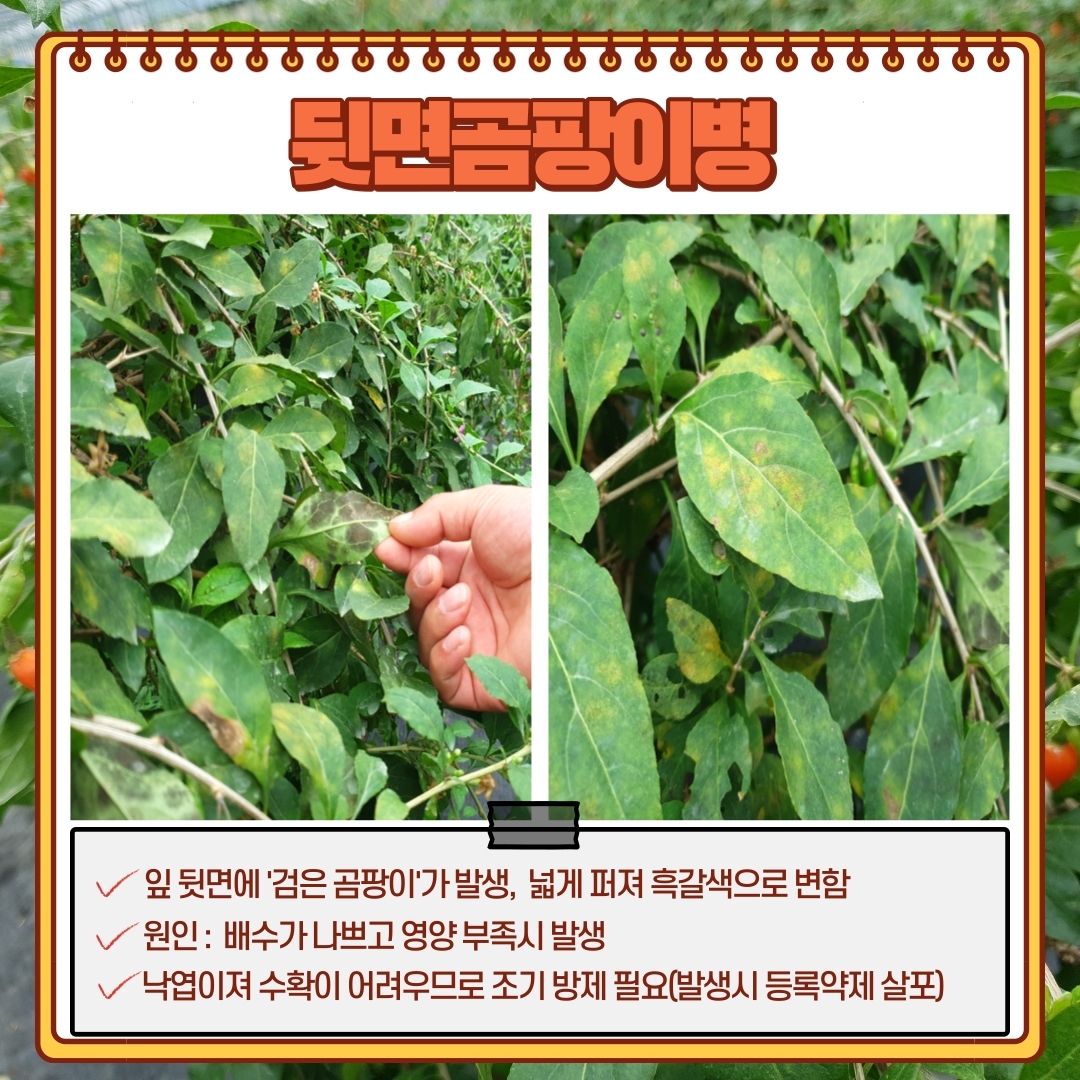 구기자 병해충 첨부#6
