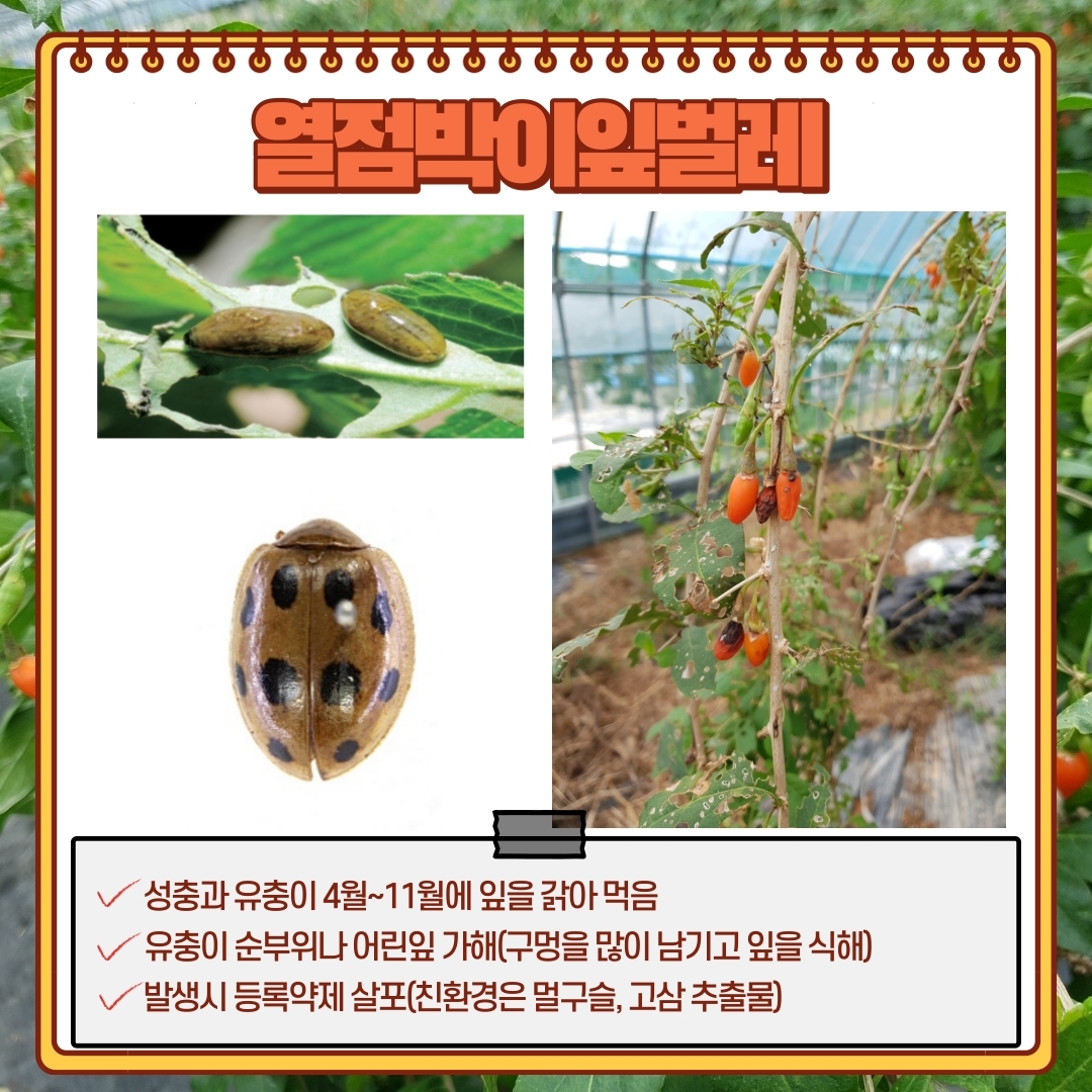 구기자 병해충 첨부#7