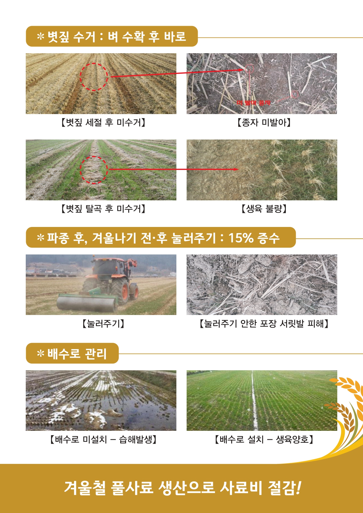 겨울철 논 활용(이탈리안 라이그라스 재배) 첨부#2
