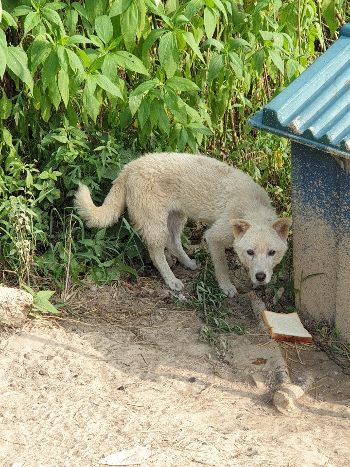 진도개 불법 반출을 합법화 시켜 반출시킨 진도개축산과 담당자의 답변에 대하여 첨부#1
