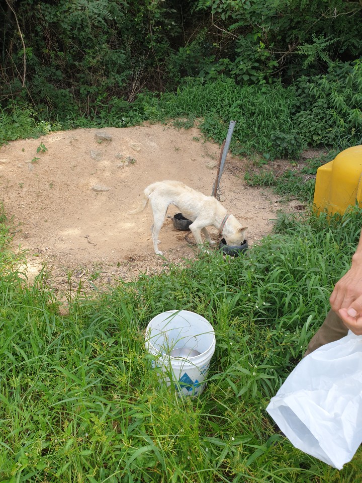 진도개 불법 반출을 합법화 시켜 반출시킨 진도개축산과 담당자의 답변에 대하여 첨부#2