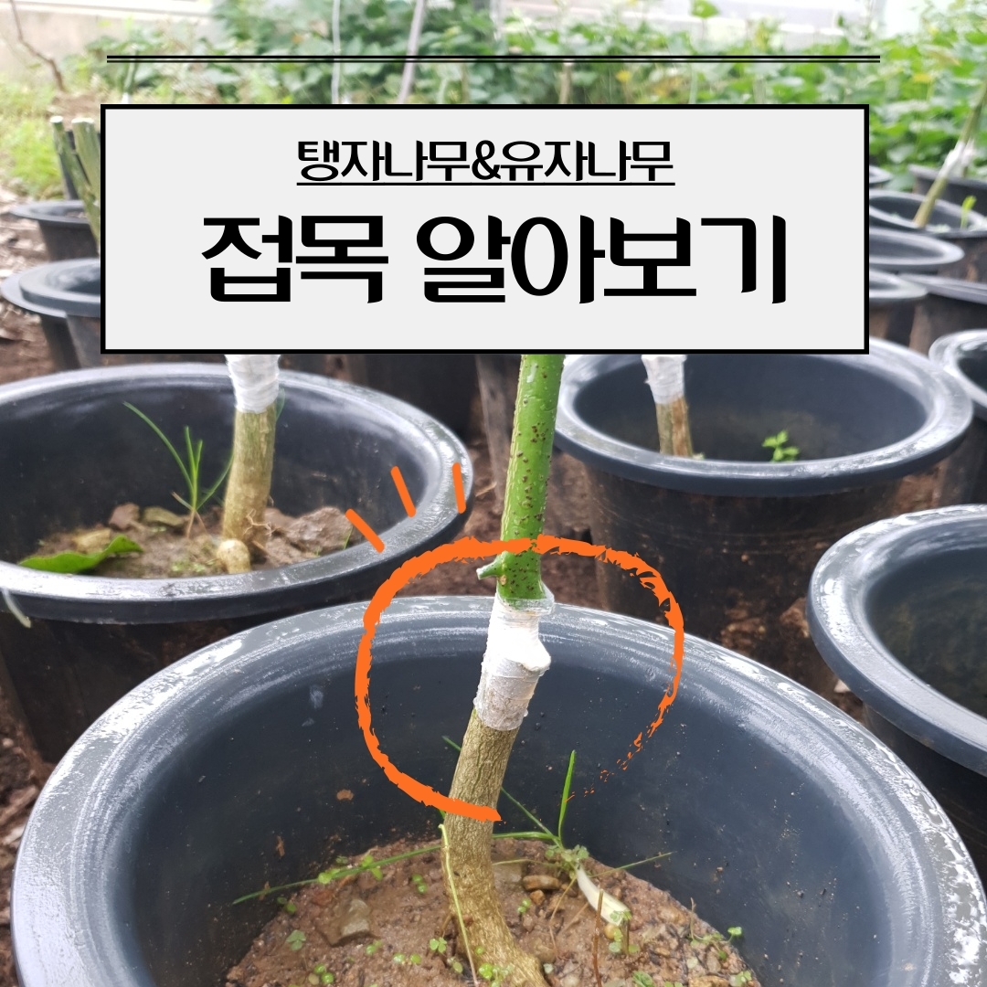 탱자나무&유자나무 접목(쪼개접)하기 첨부#1