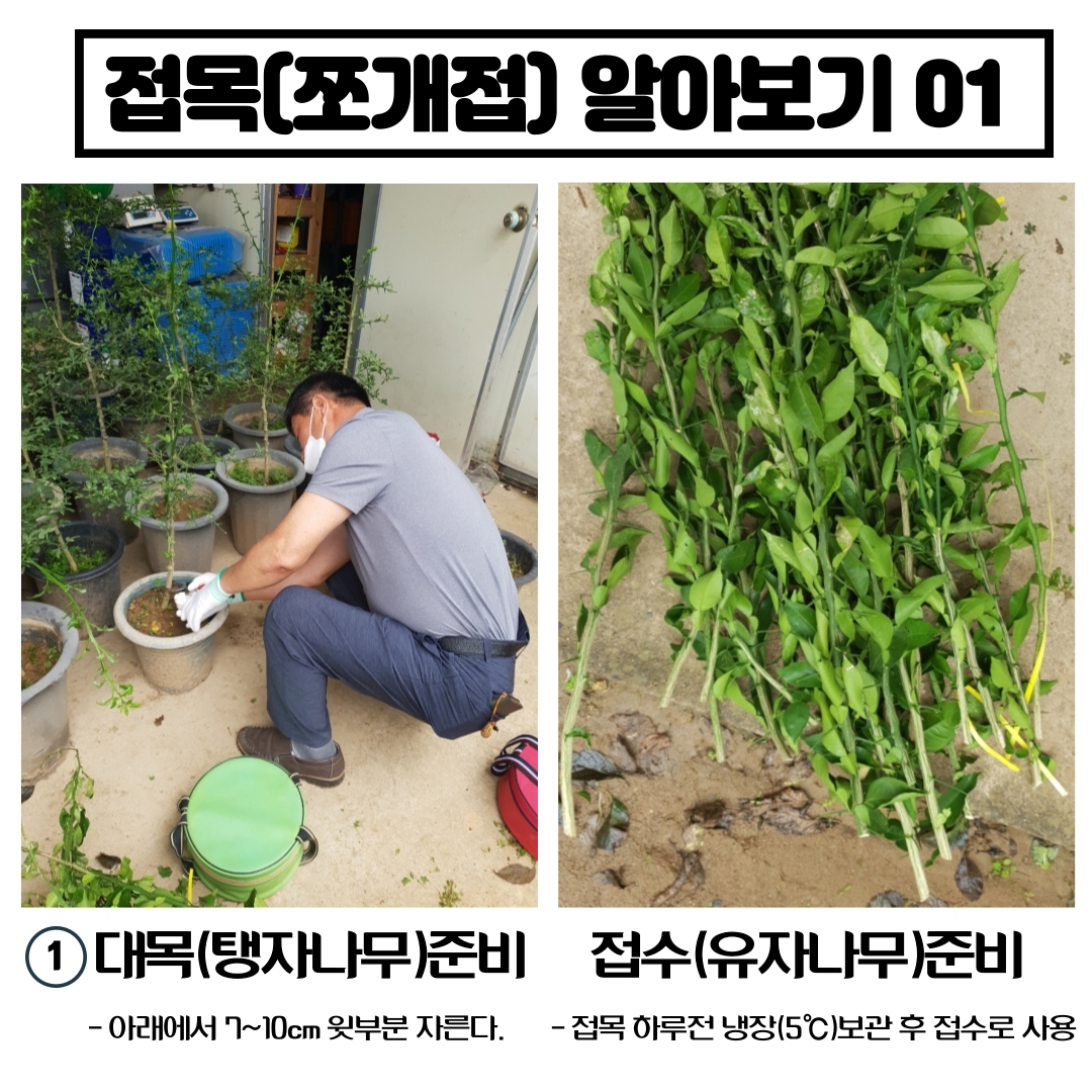 탱자나무&유자나무 접목(쪼개접)하기 첨부#2