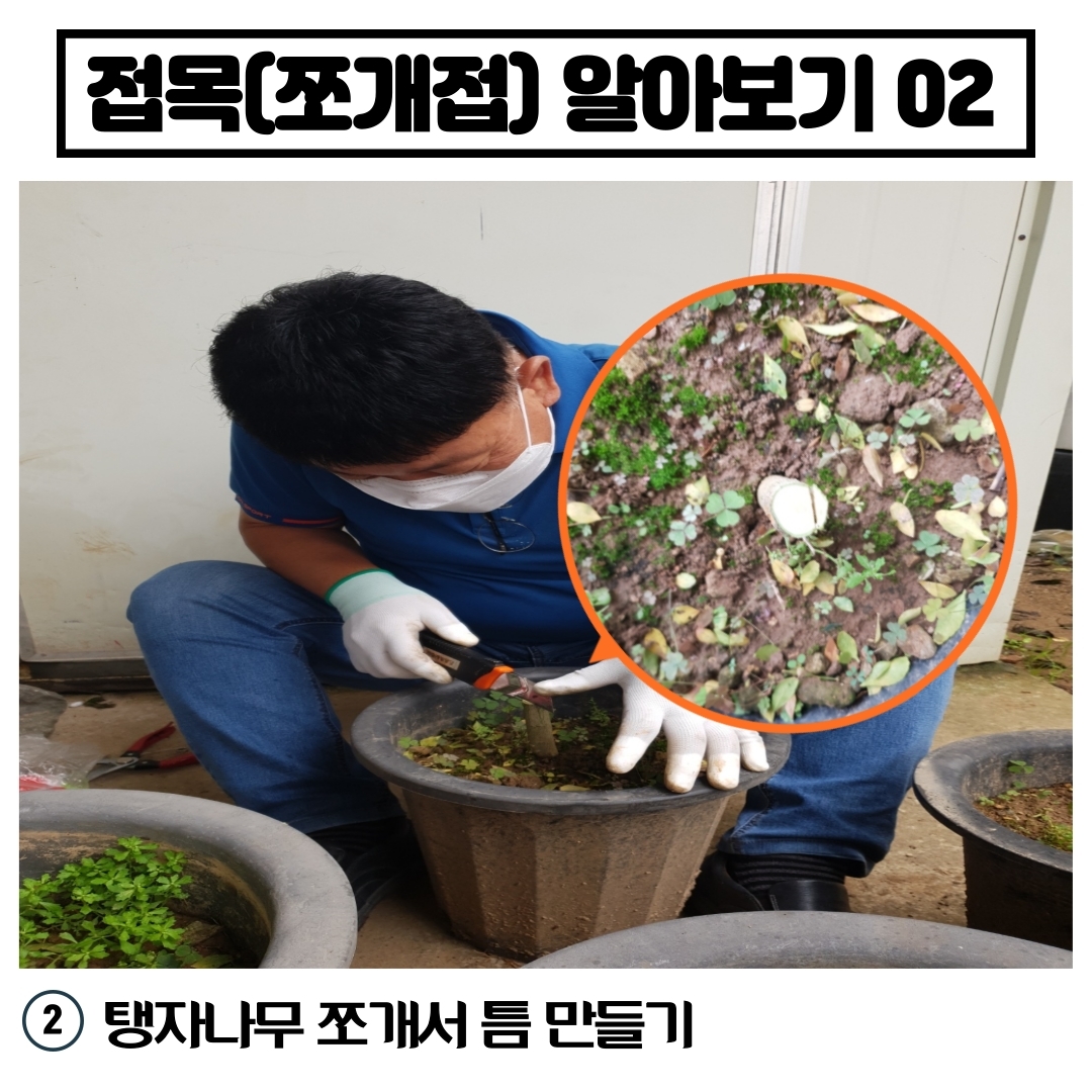 탱자나무&유자나무 접목(쪼개접)하기 첨부#3