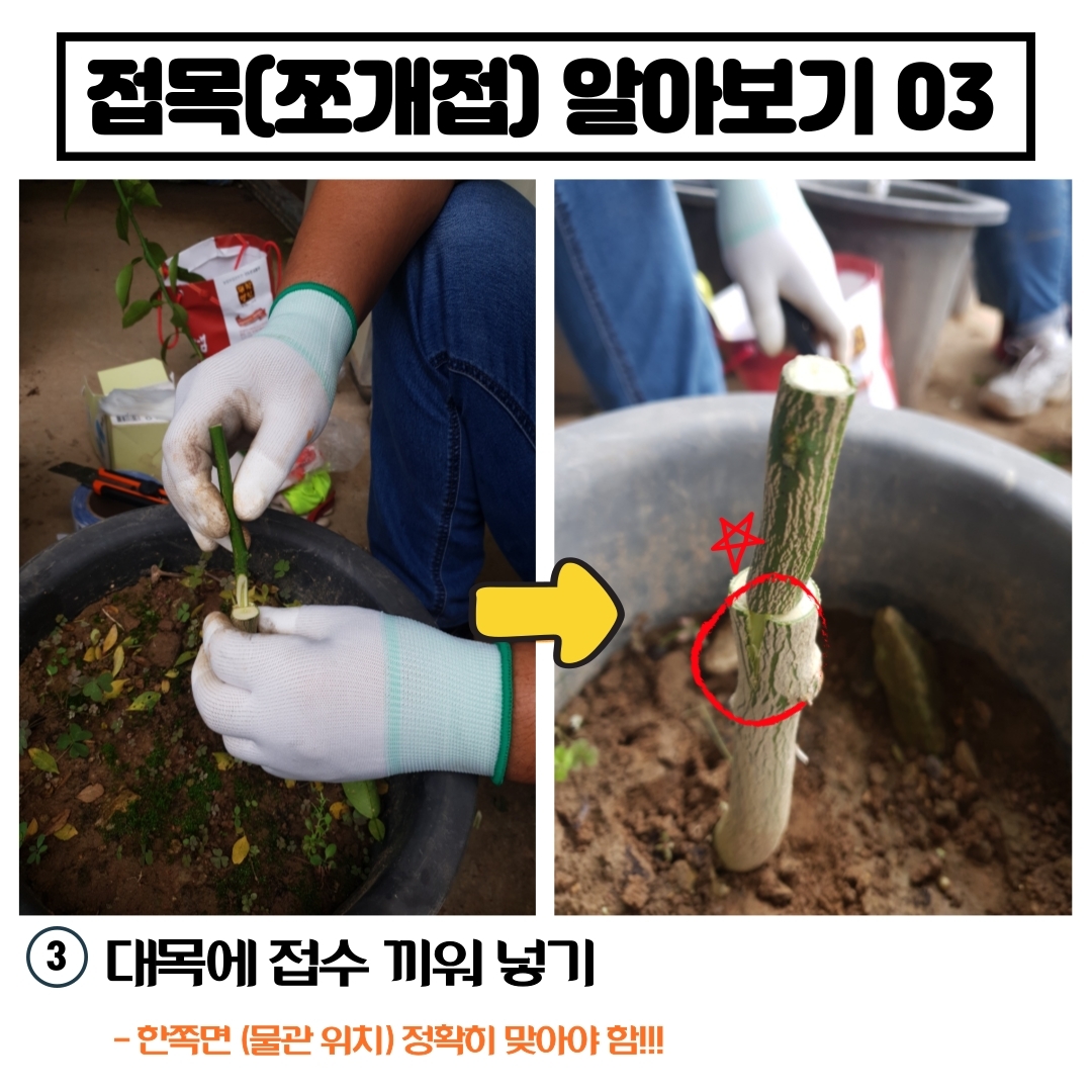 탱자나무&유자나무 접목(쪼개접)하기 첨부#4