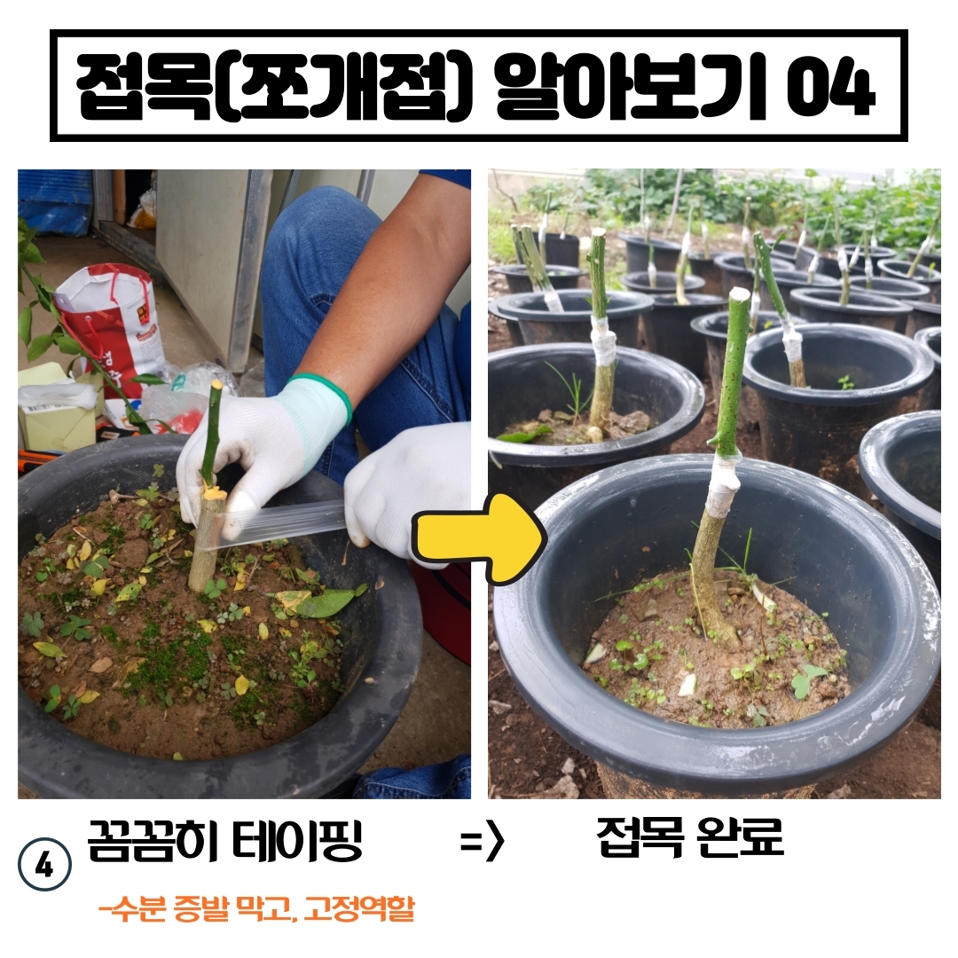 탱자나무&유자나무 접목(쪼개접)하기 첨부#5