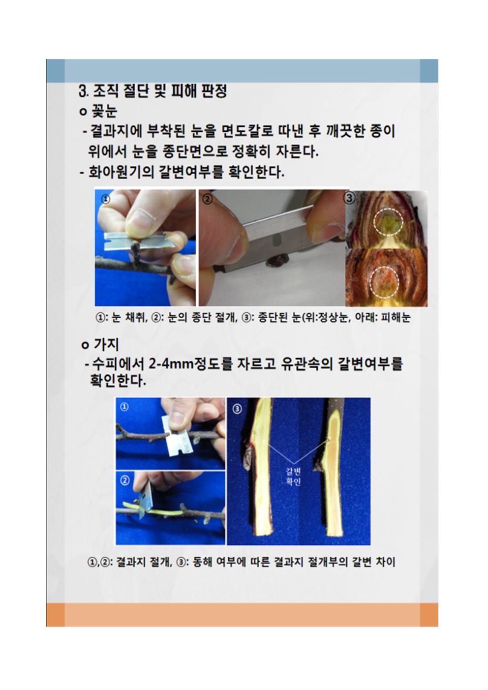 복숭아 동해 한계온도 및 동해피해 경감대책 첨부#6