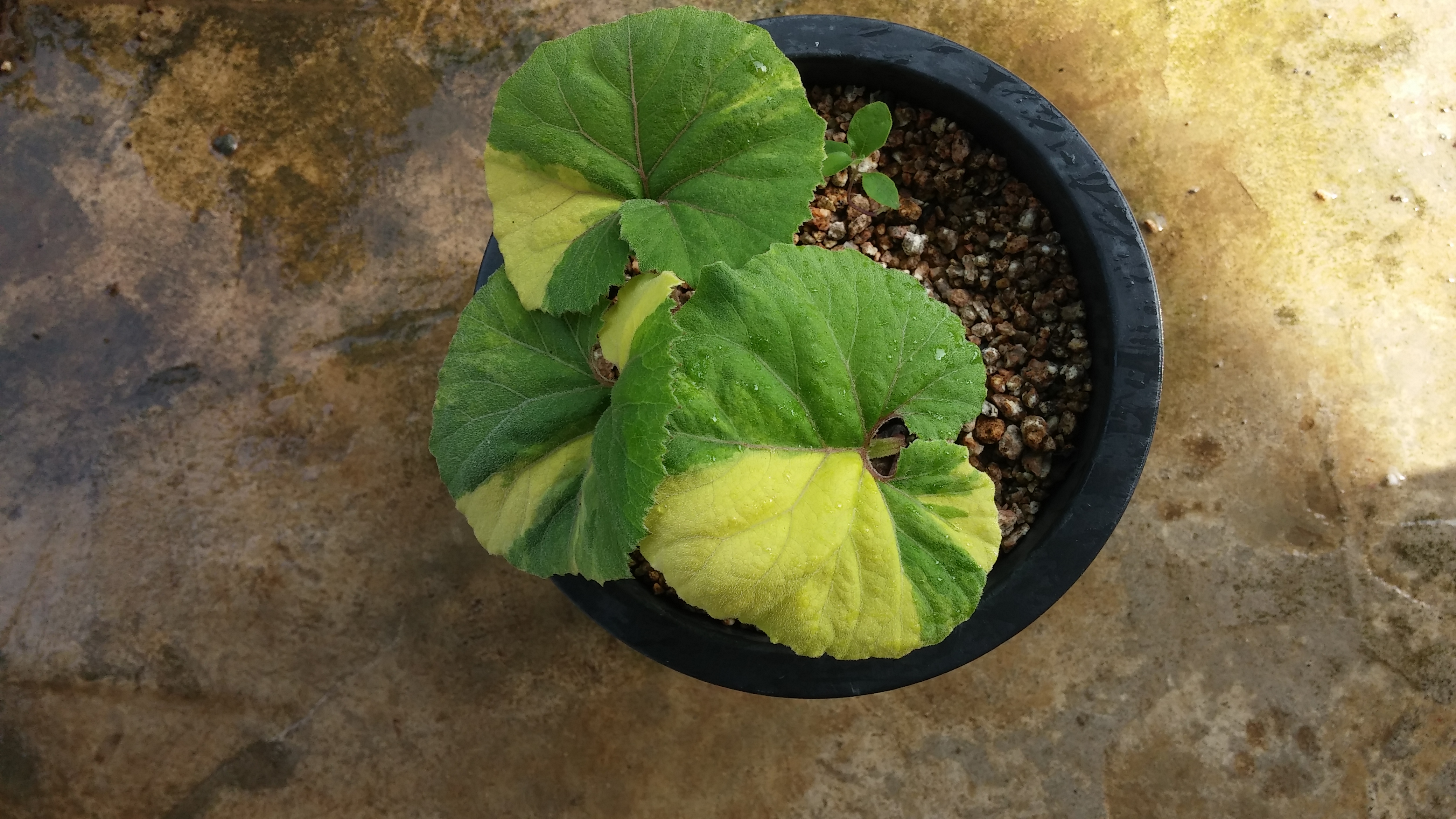 병아리난초 첨부#1