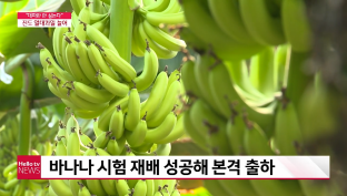 대표적 열대작물 '바나나' 수확 한창 이미지