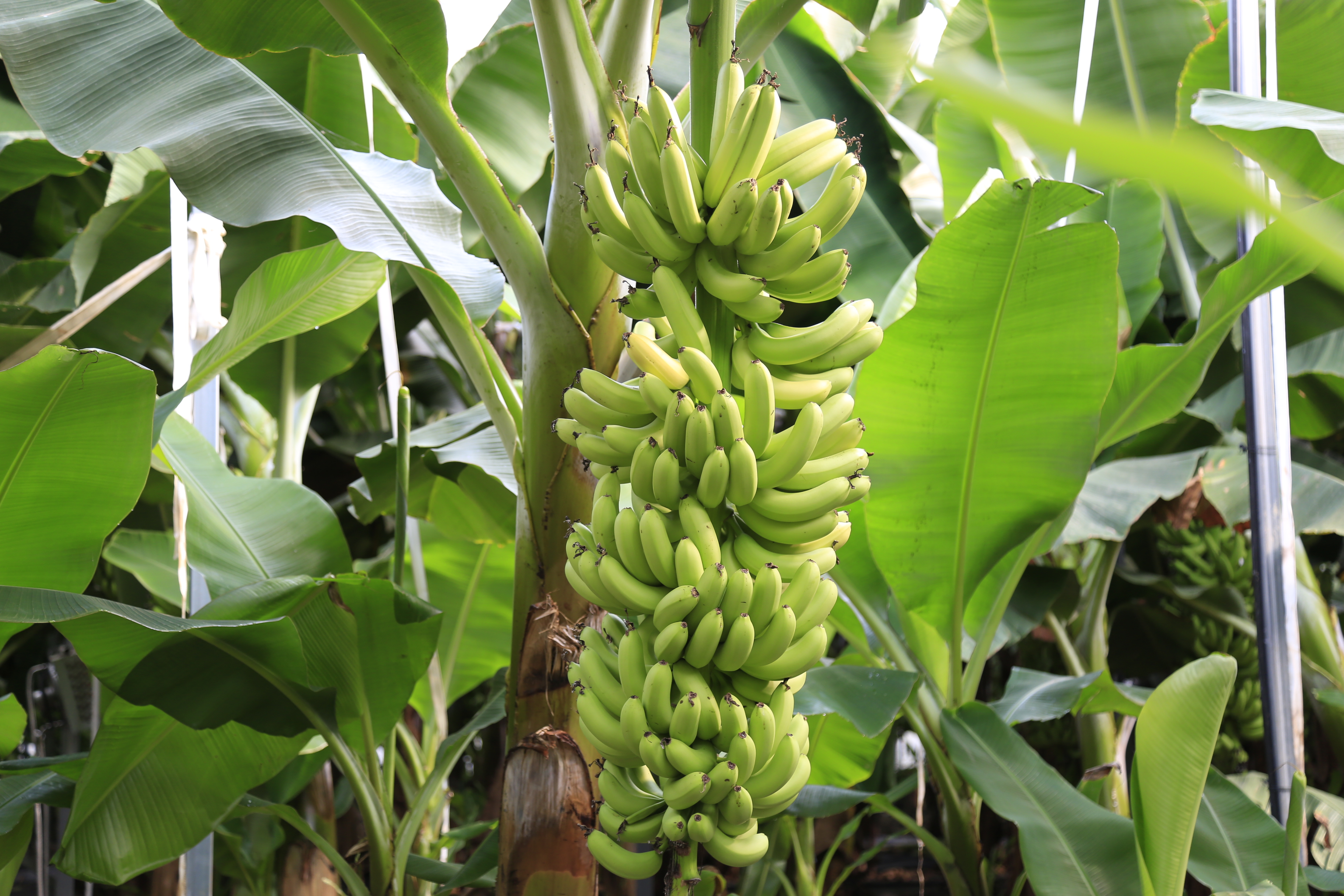 대표적 열대작물 바나나…진도군에서 수확 한창 이미지